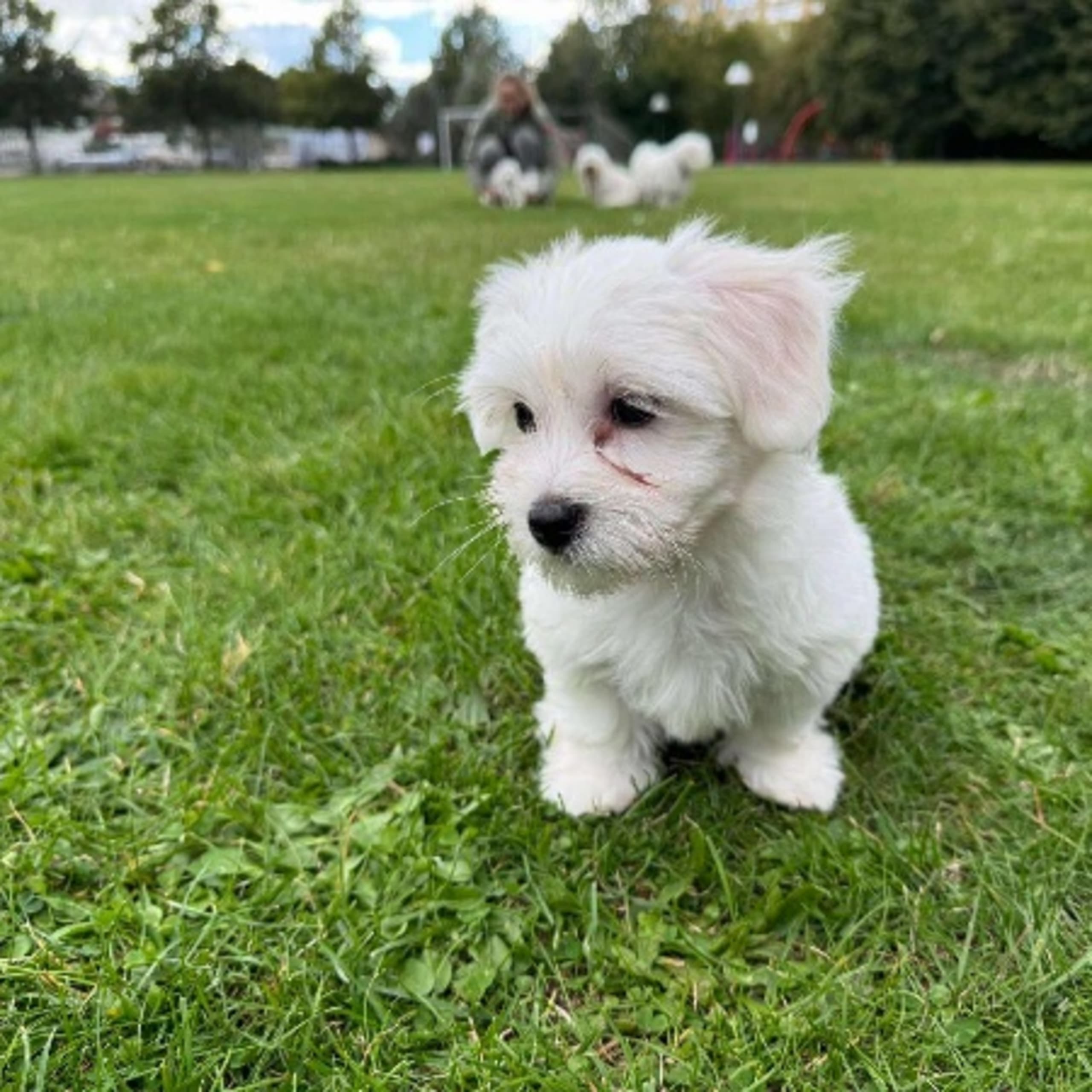 Coton de tuléar