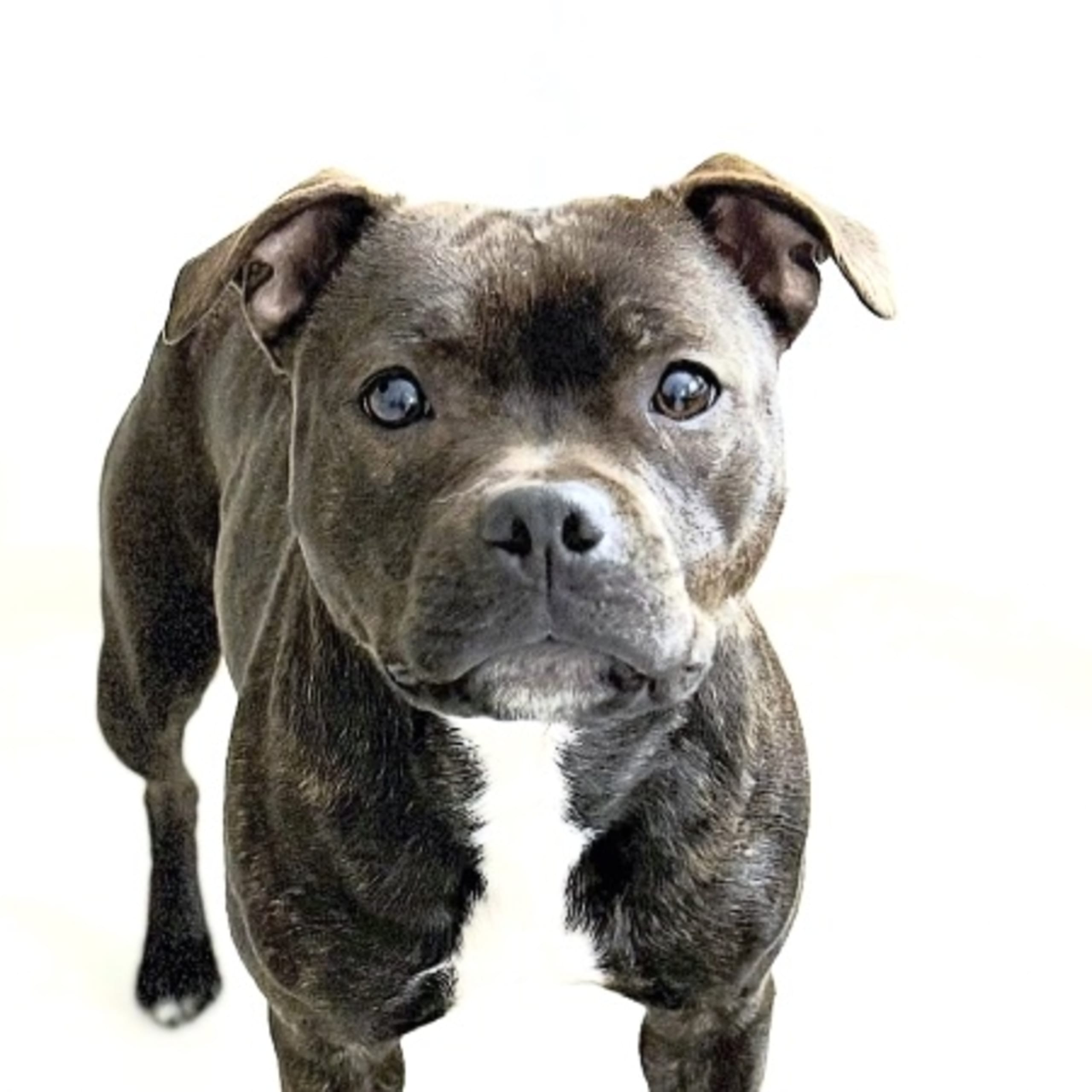 Staffordshire bullterrier
