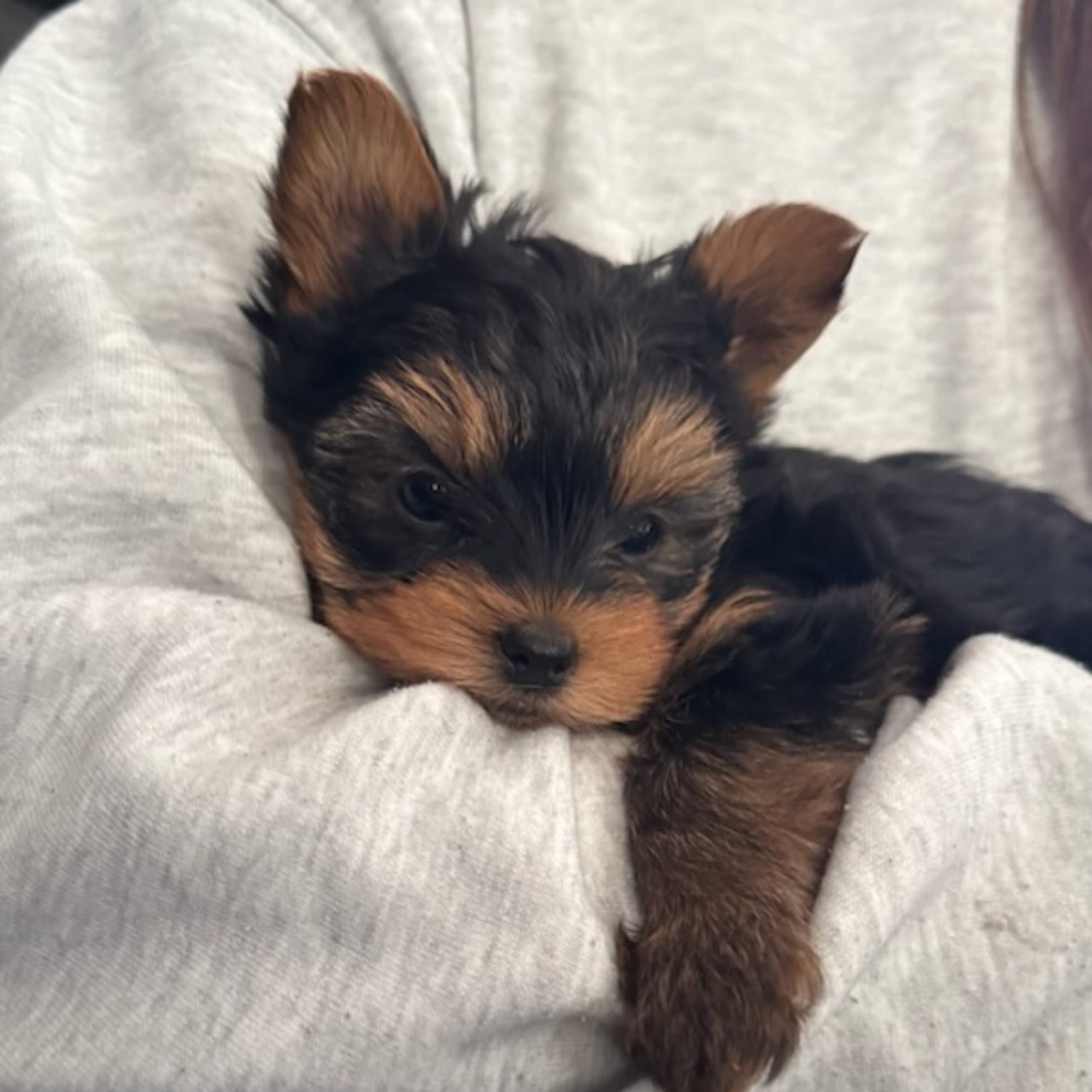 Yorkshireterrier