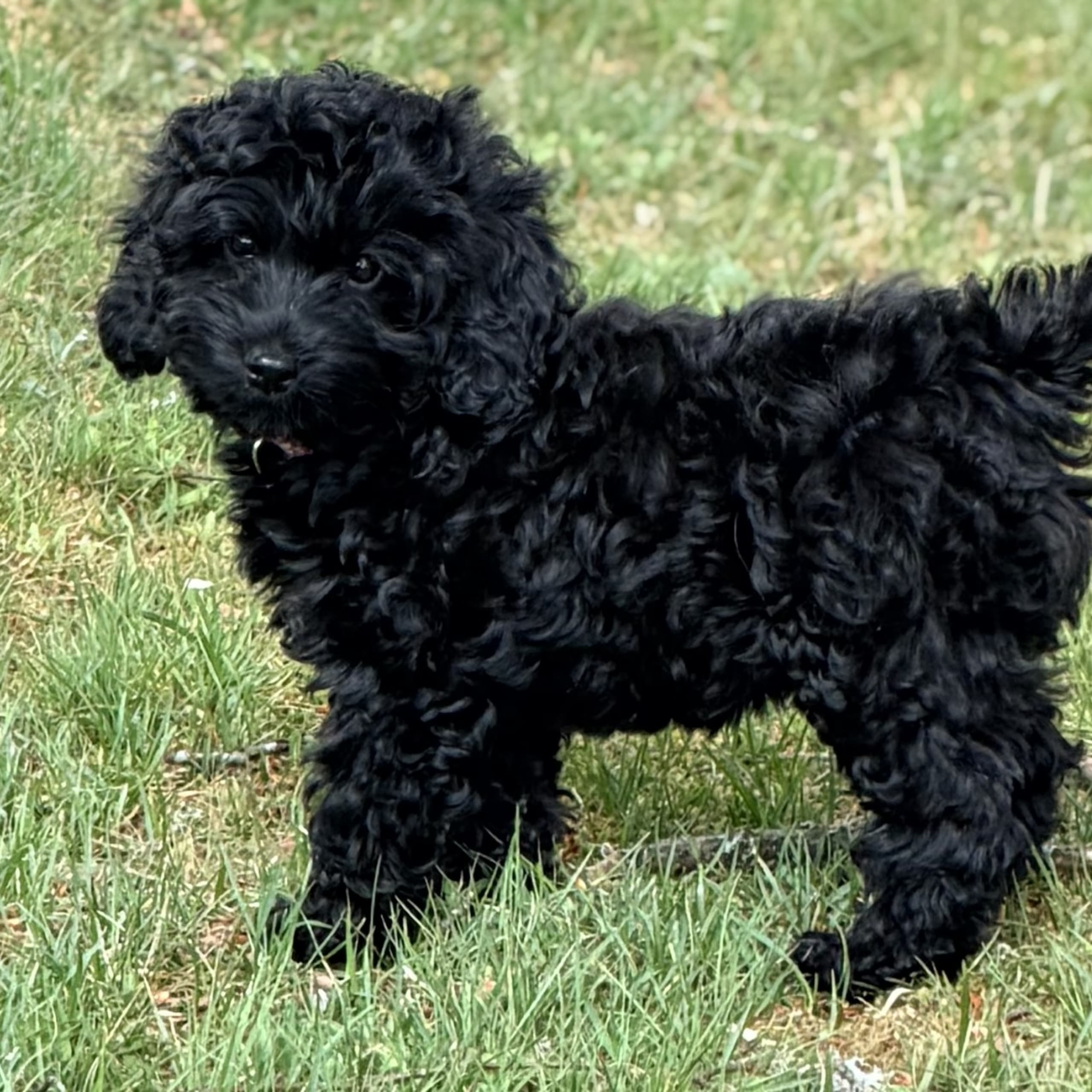 Cockerpoo