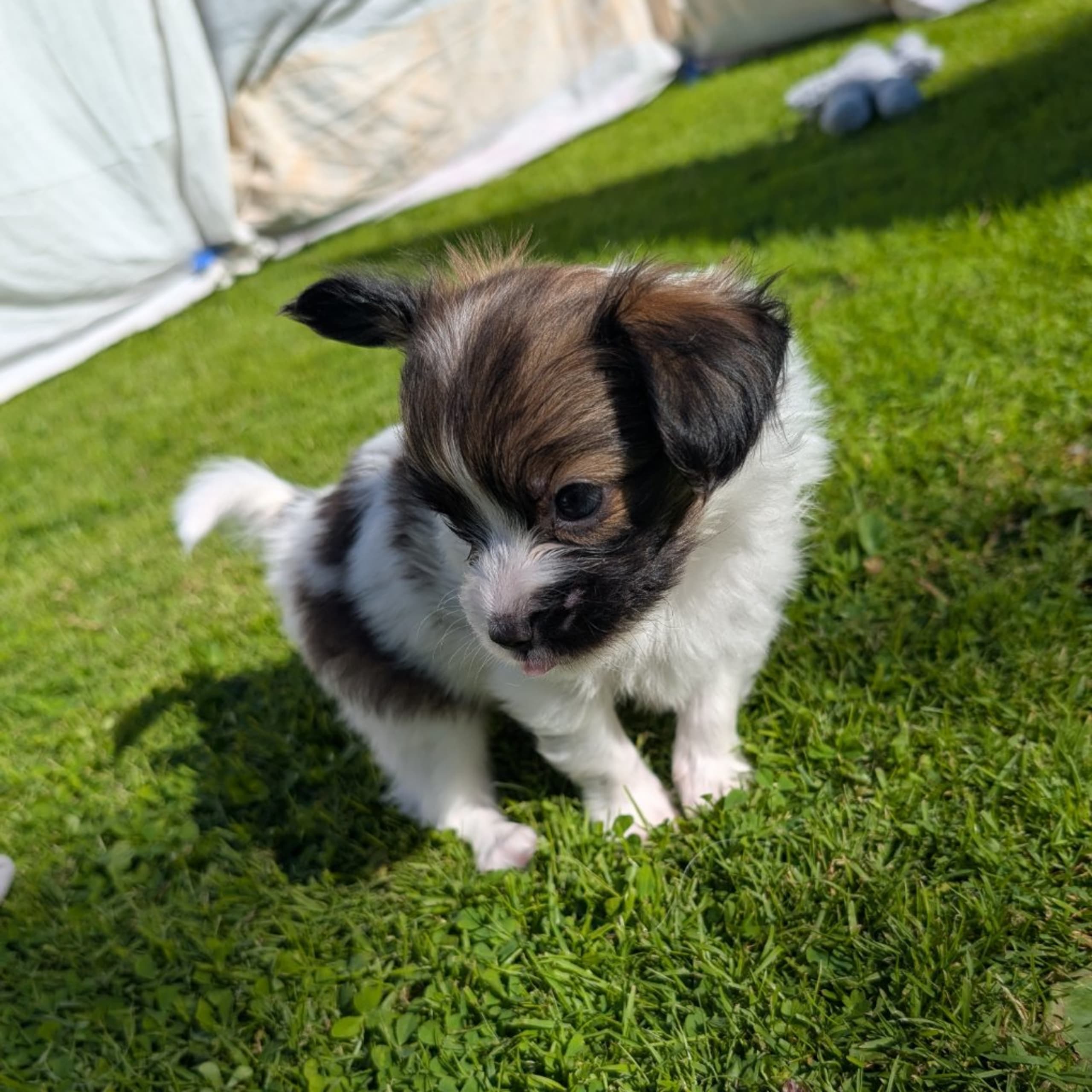 Papillon