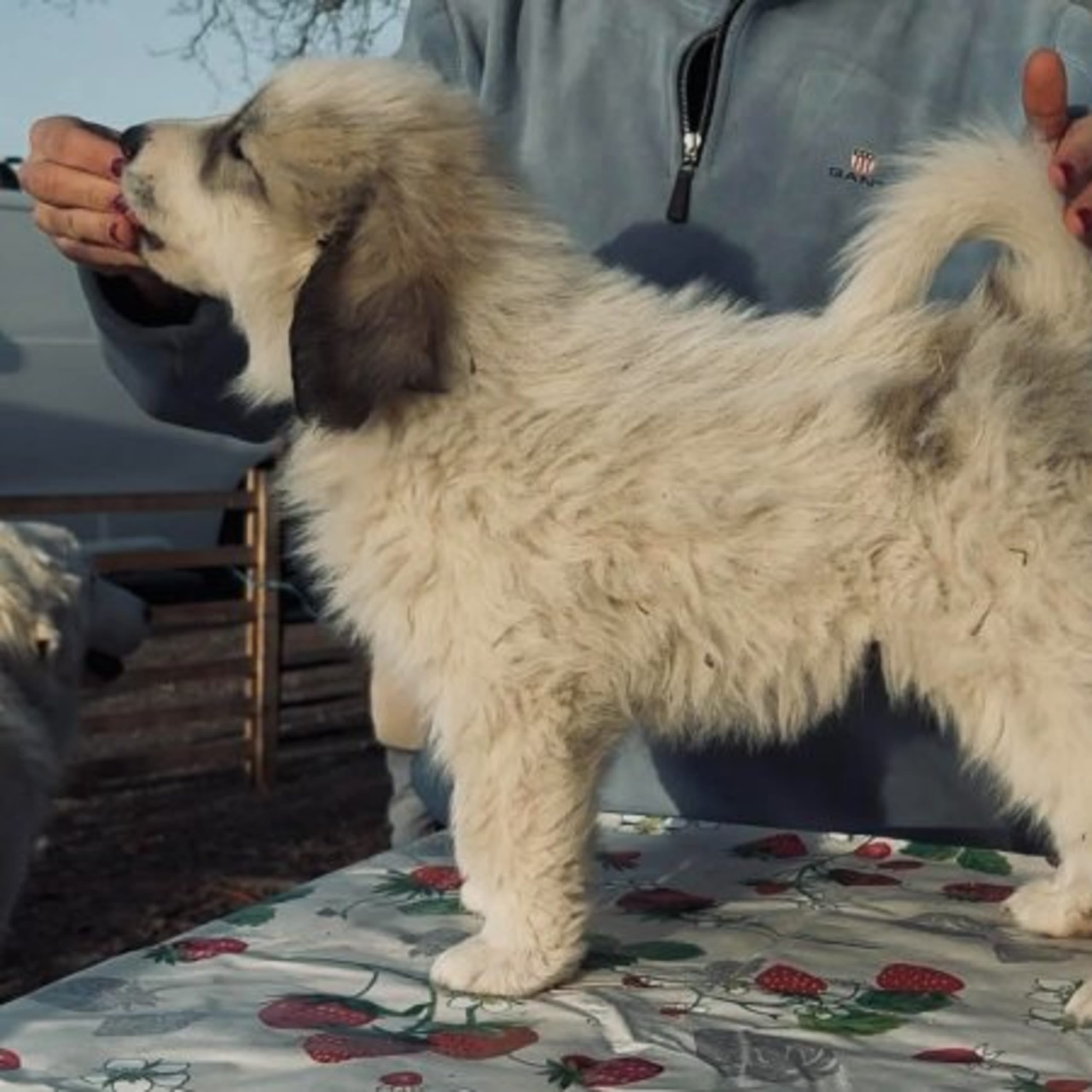 Perro Amado