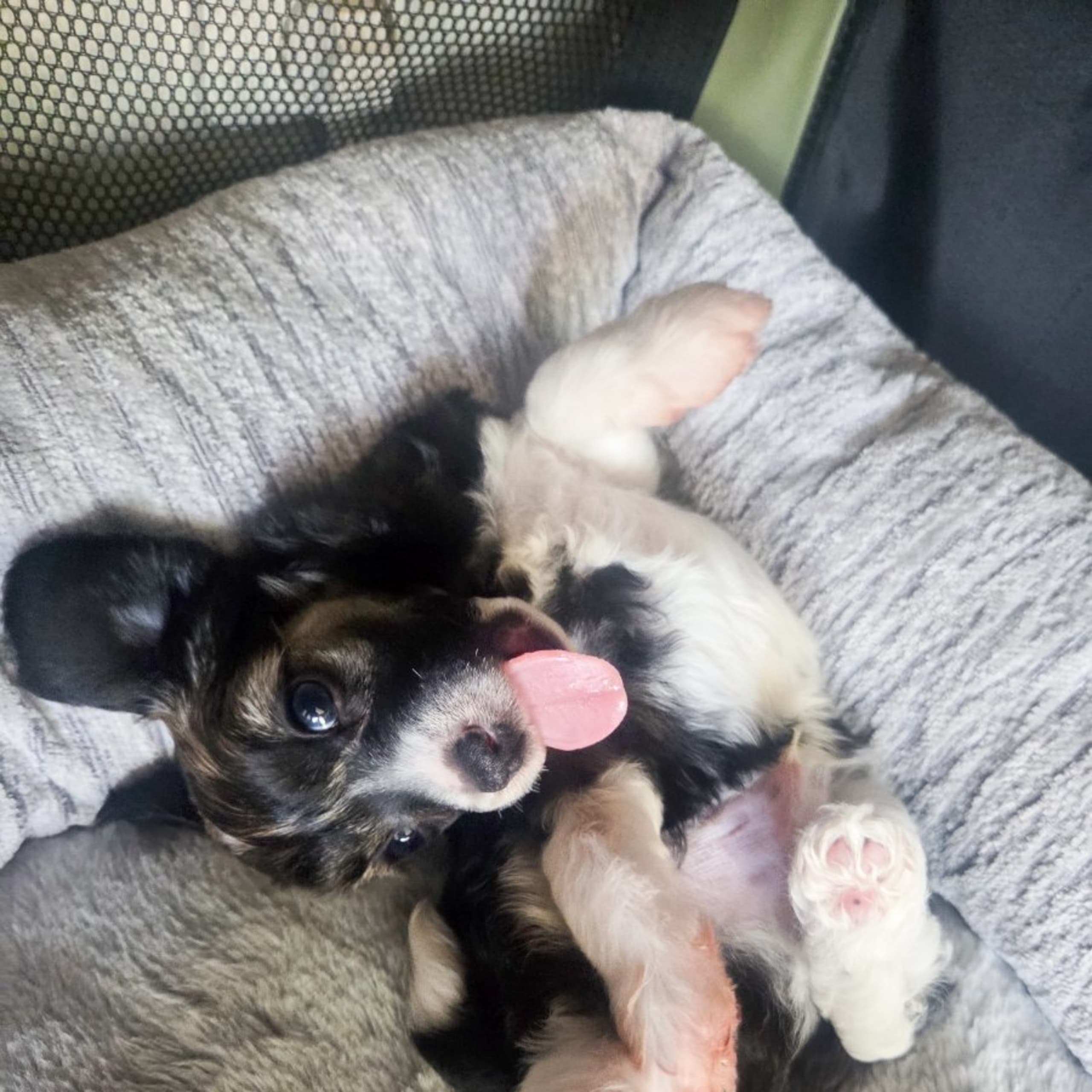 Chinese crested dog