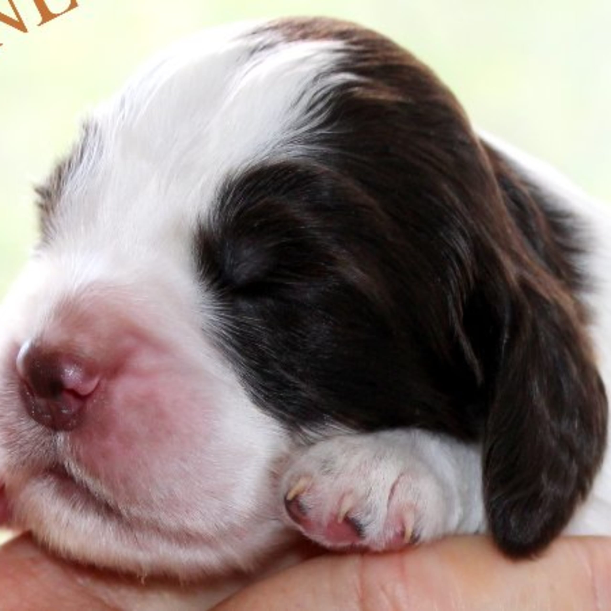 Engelsk springer spaniel