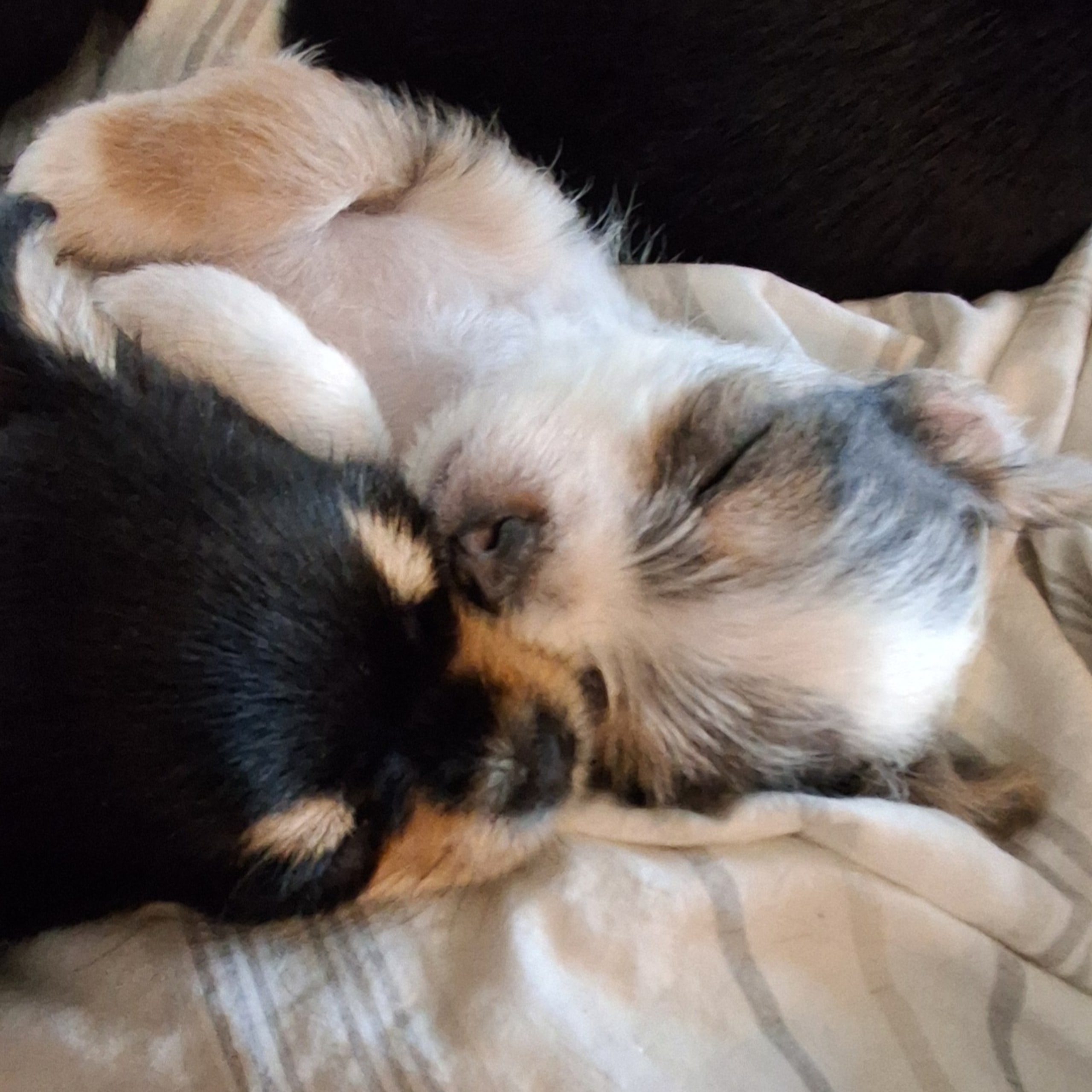 Yorkie malteser shi tzu og chih blanding