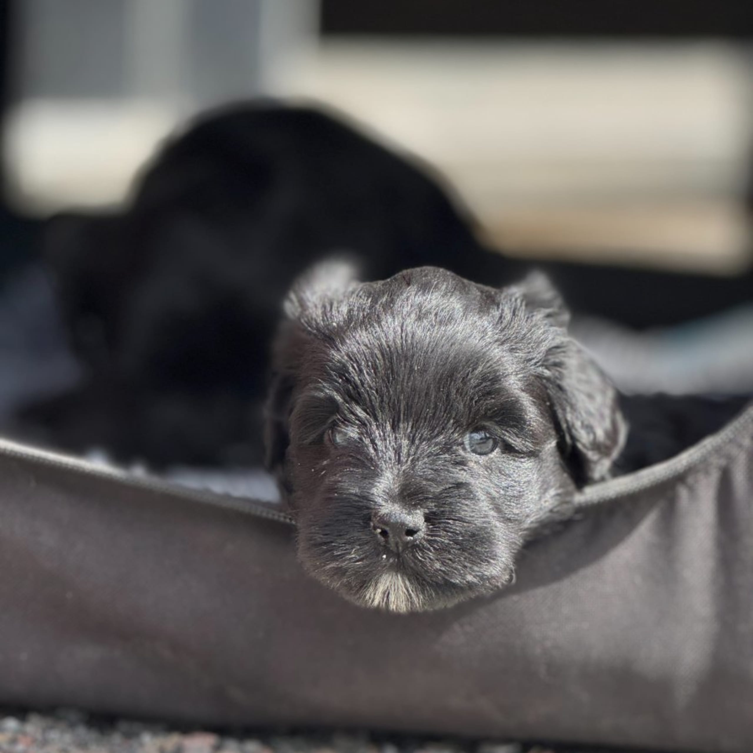 Tibetansk terrier