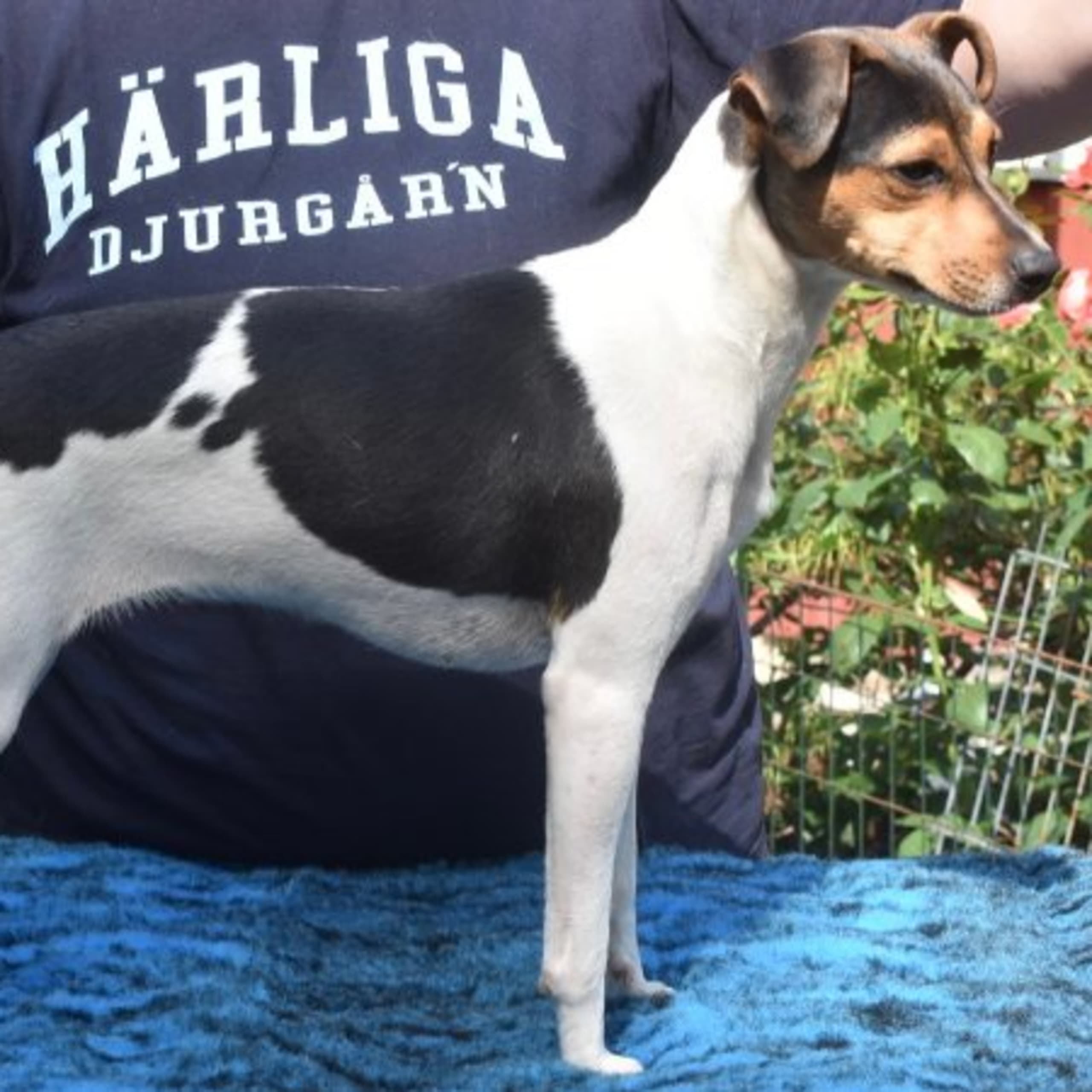 Terrier brasileiro