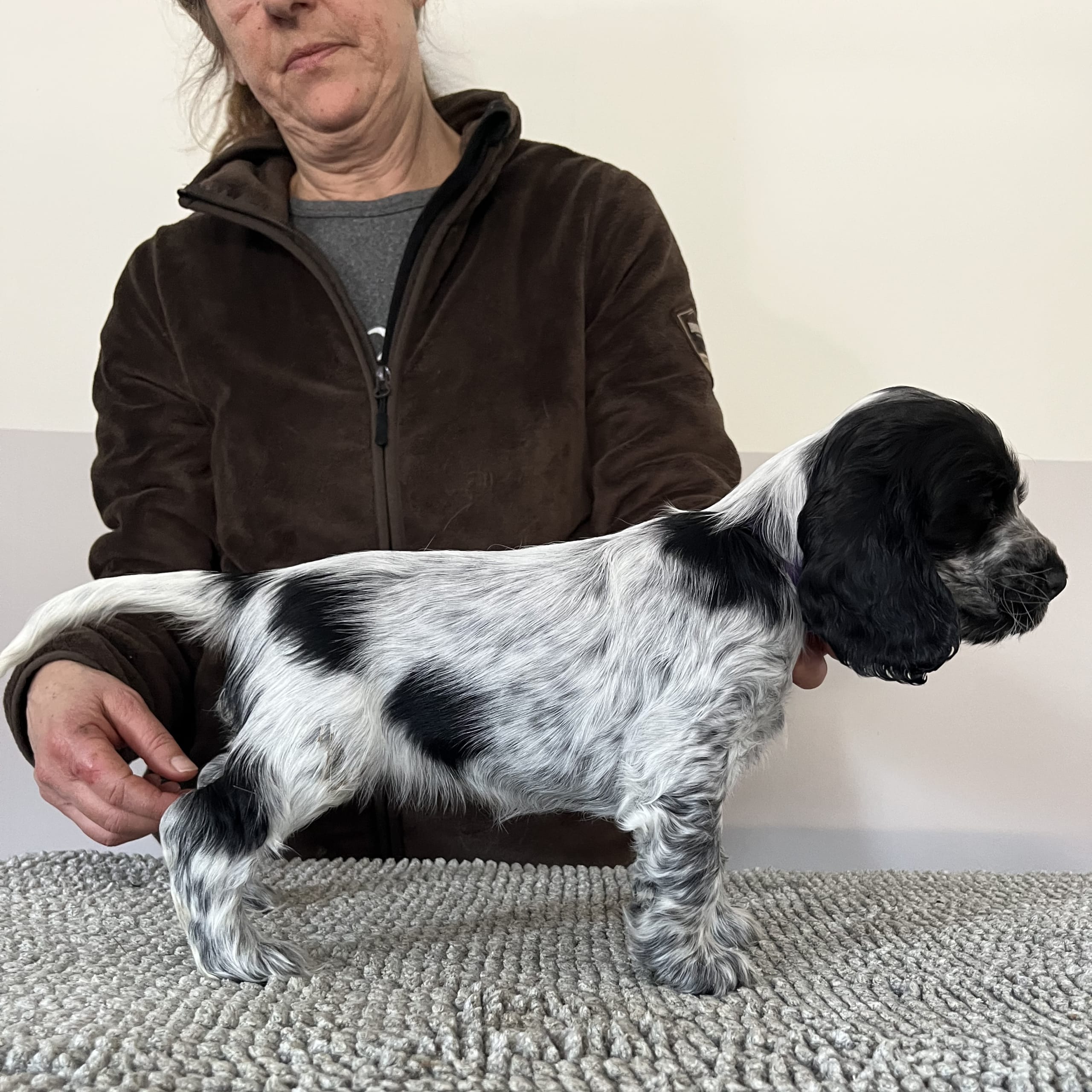 Cocker spaniel