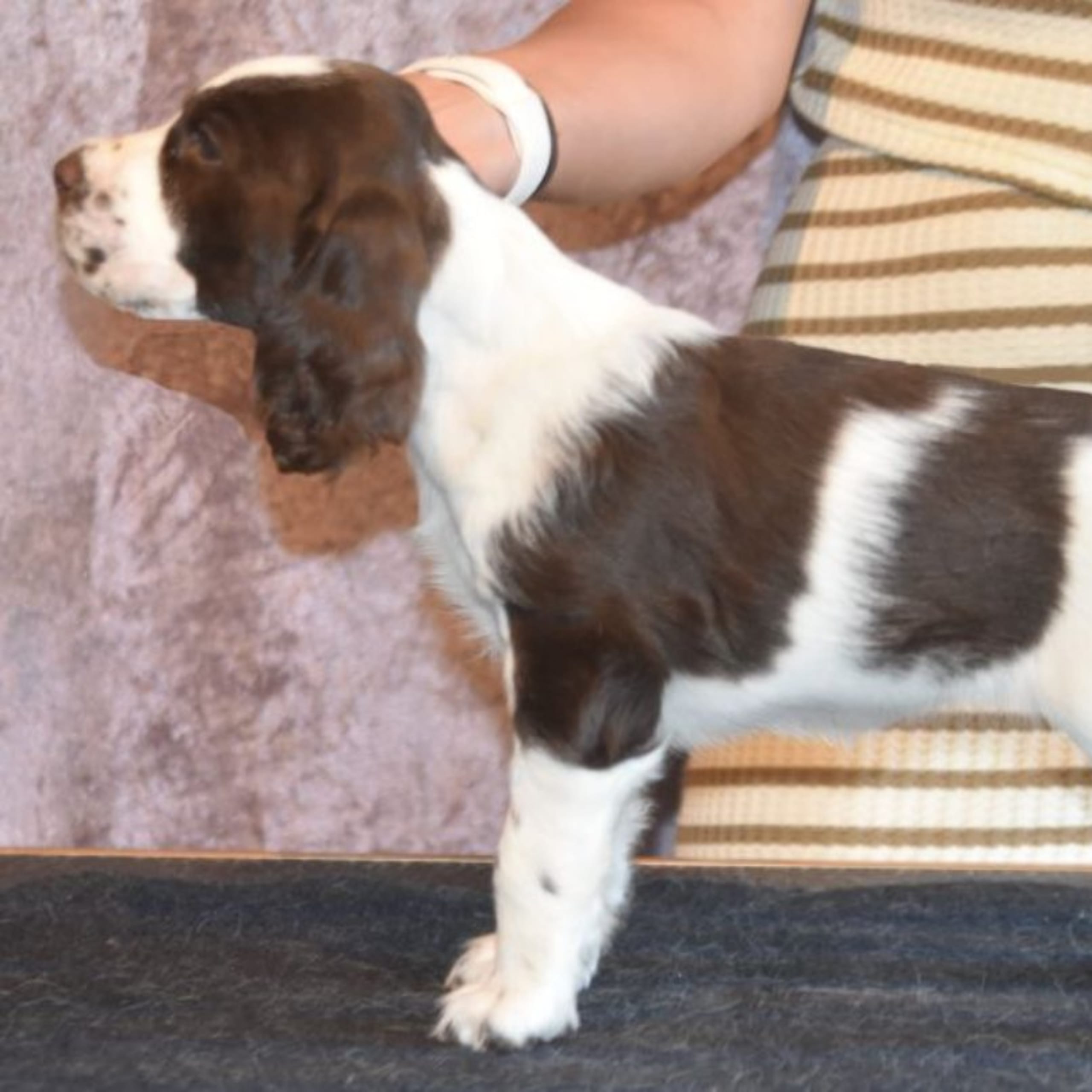 Engelsk springer spaniel