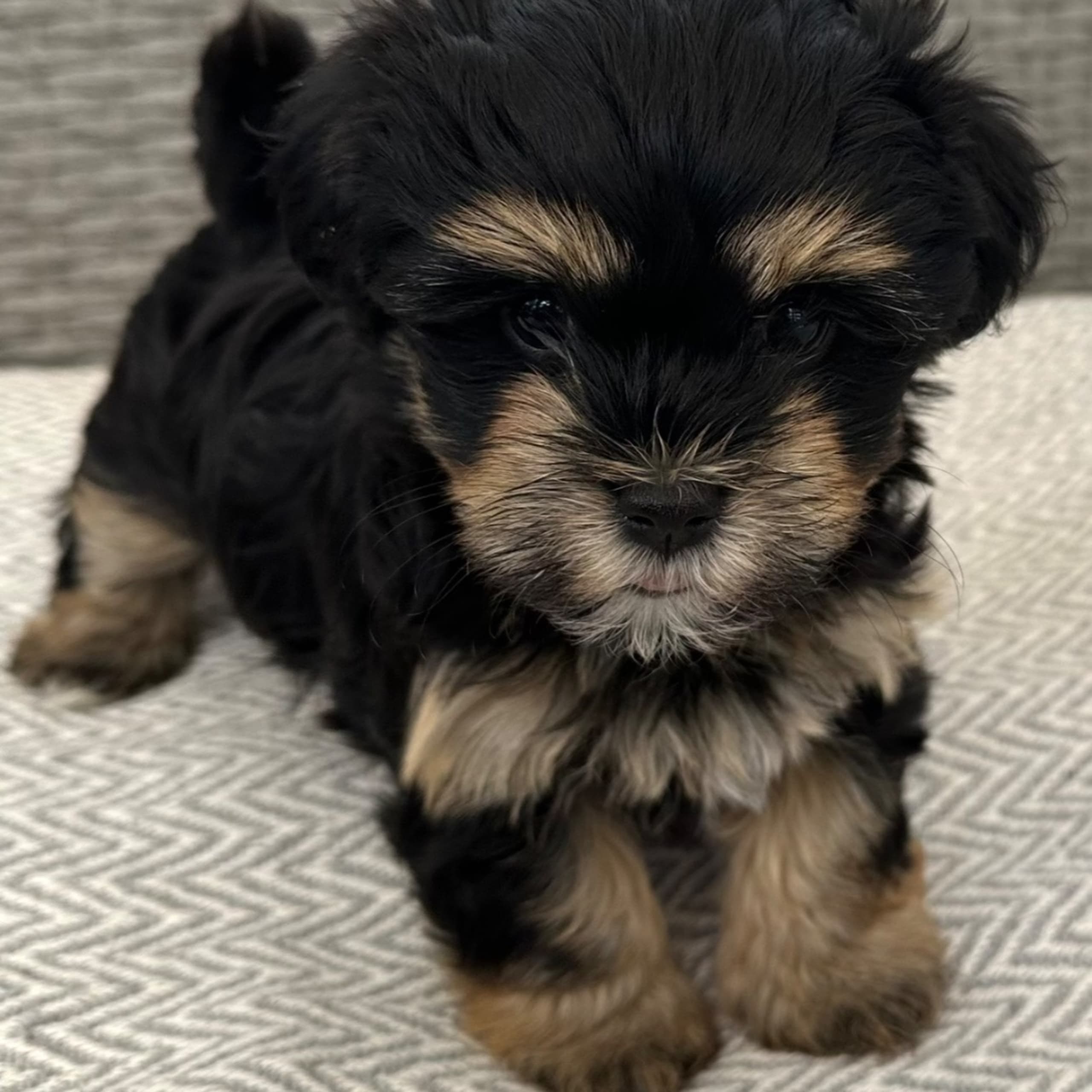Bichon havanais