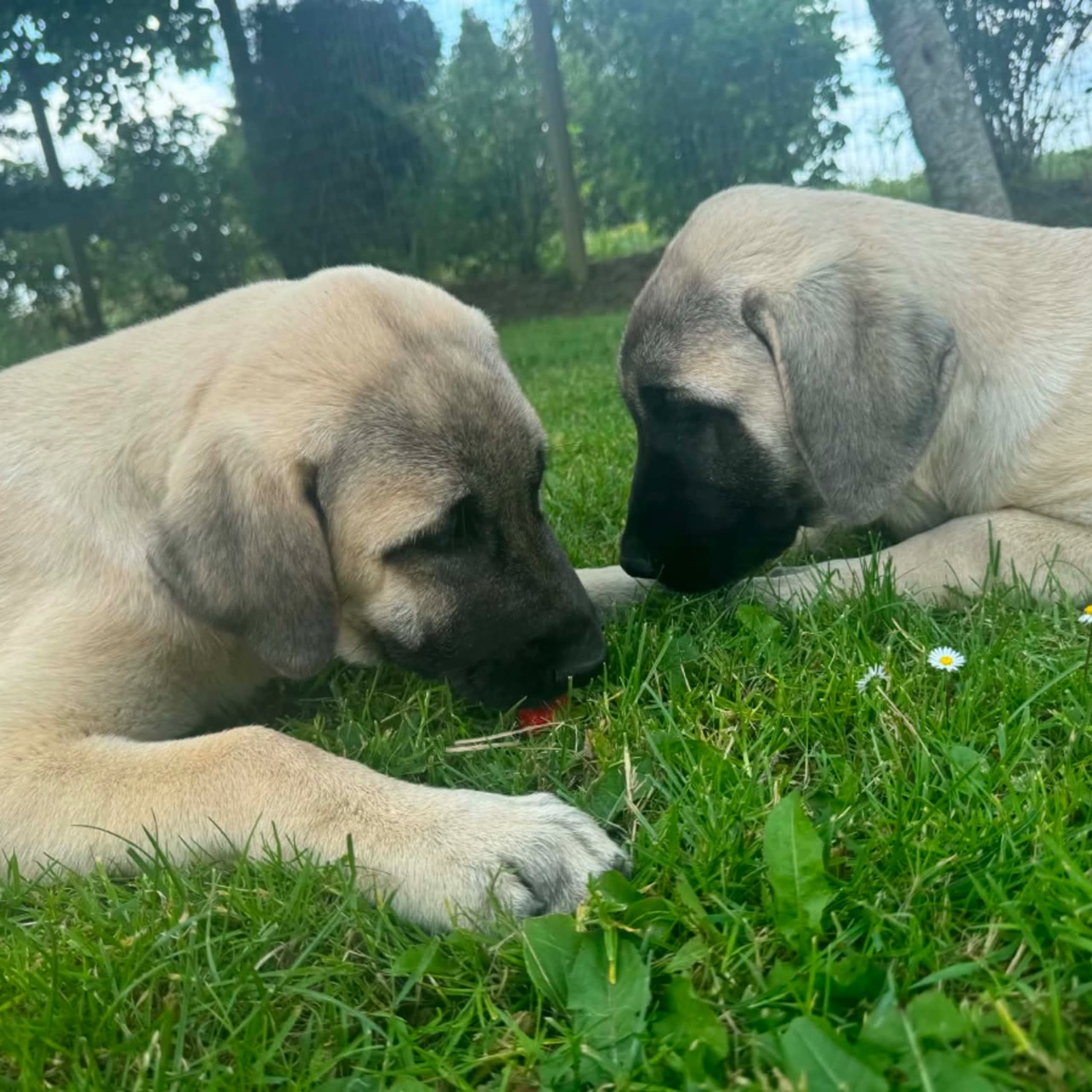 Kangal çoban köpegi