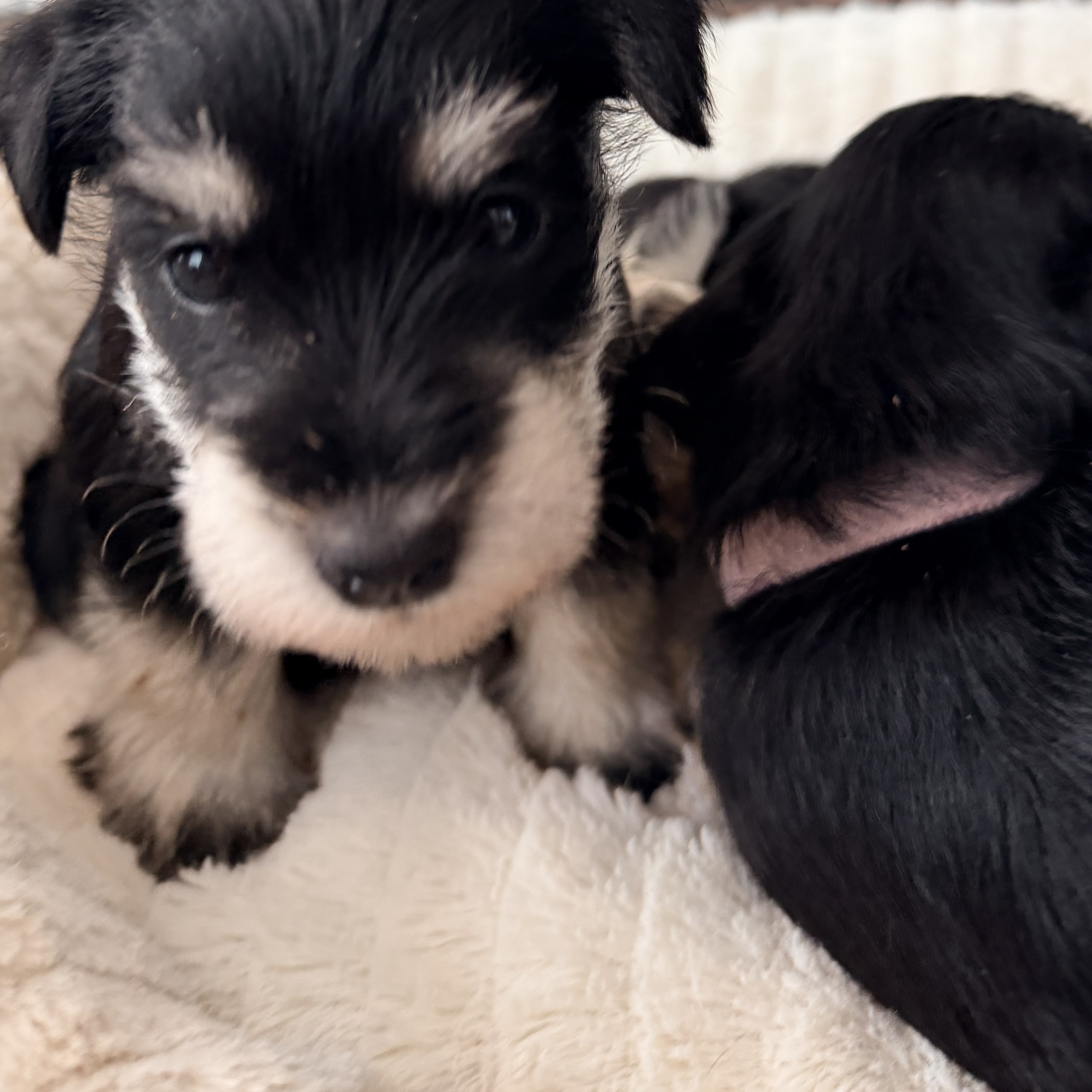 Miniature Schnauzer