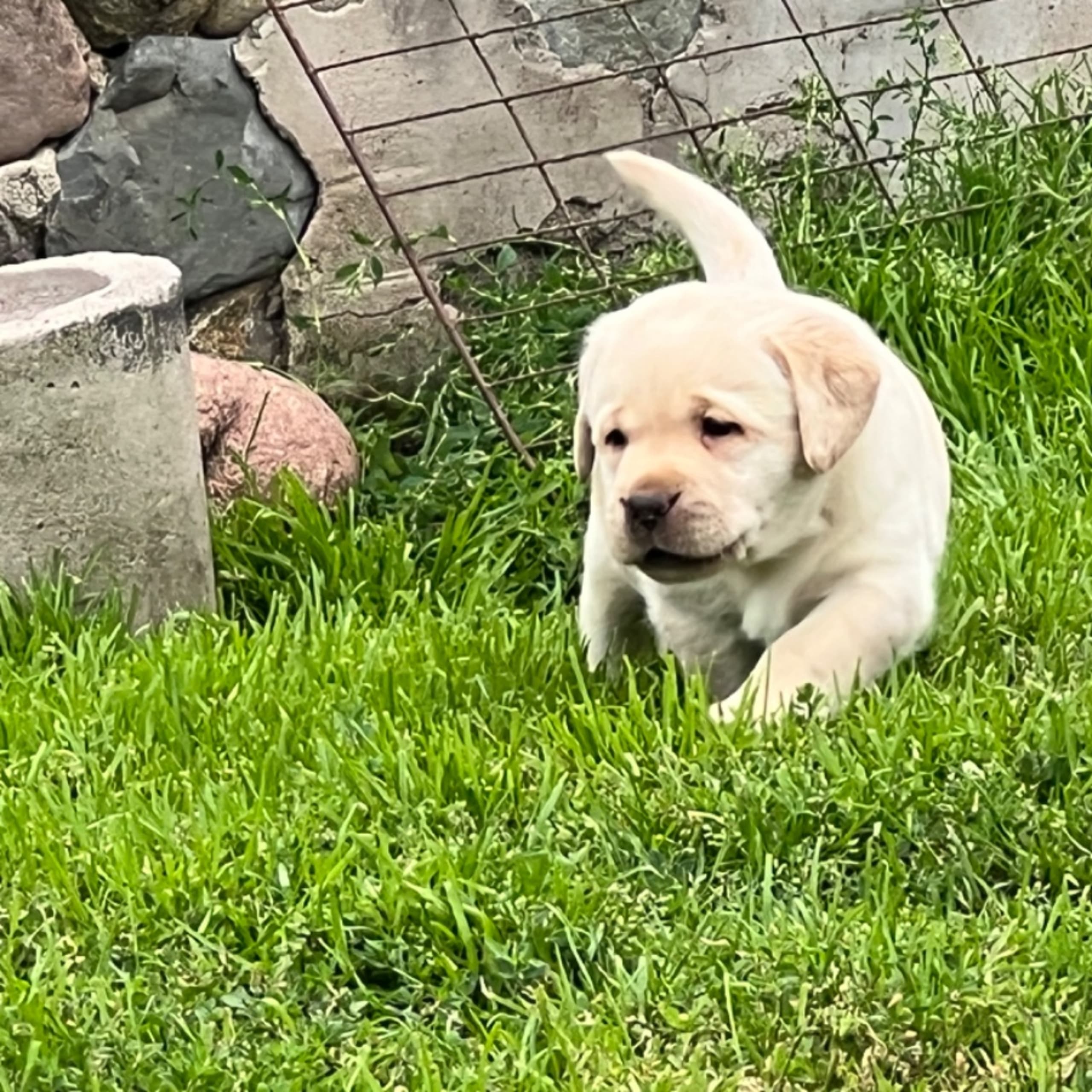 Labrador retriever