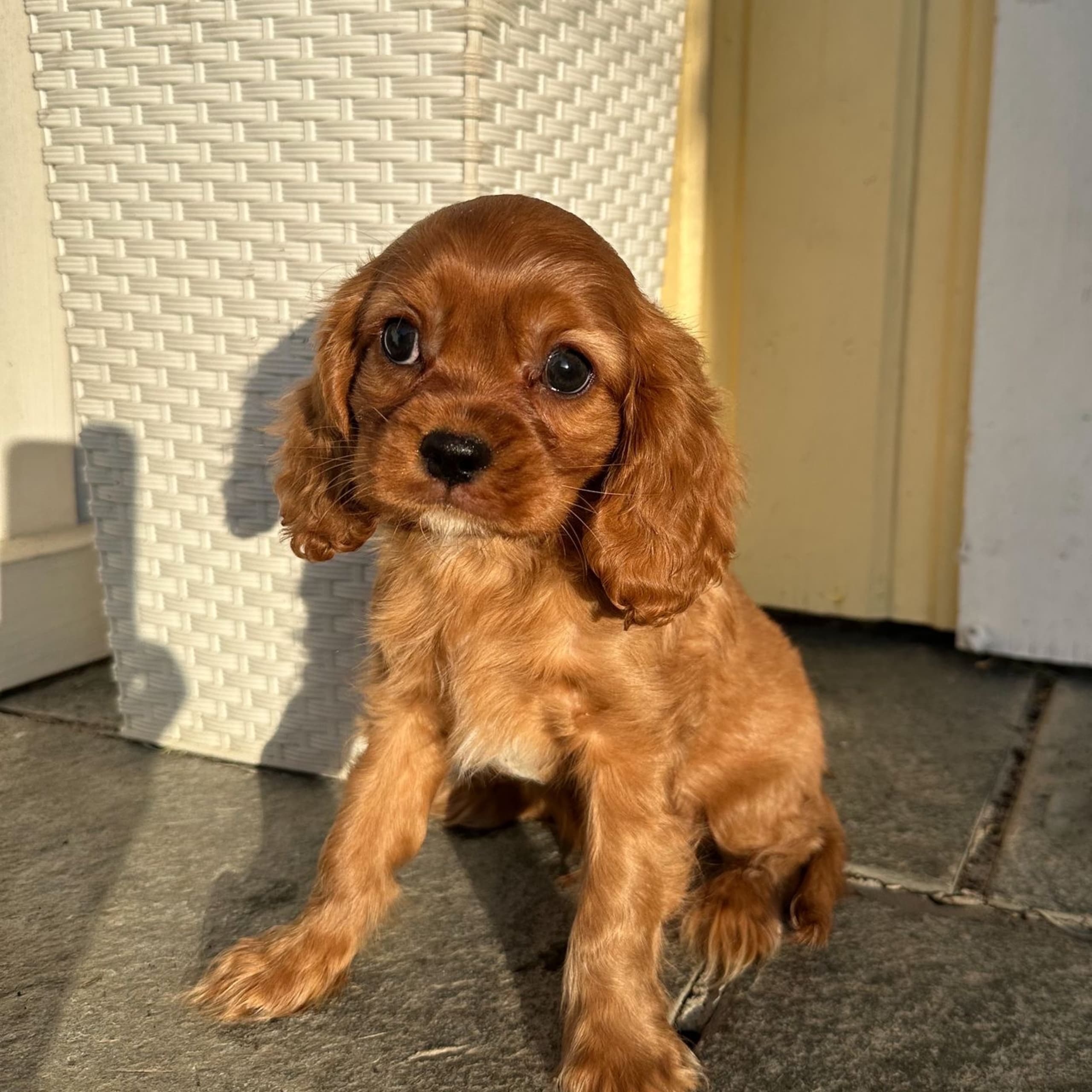 Cavalier king charles spaniel