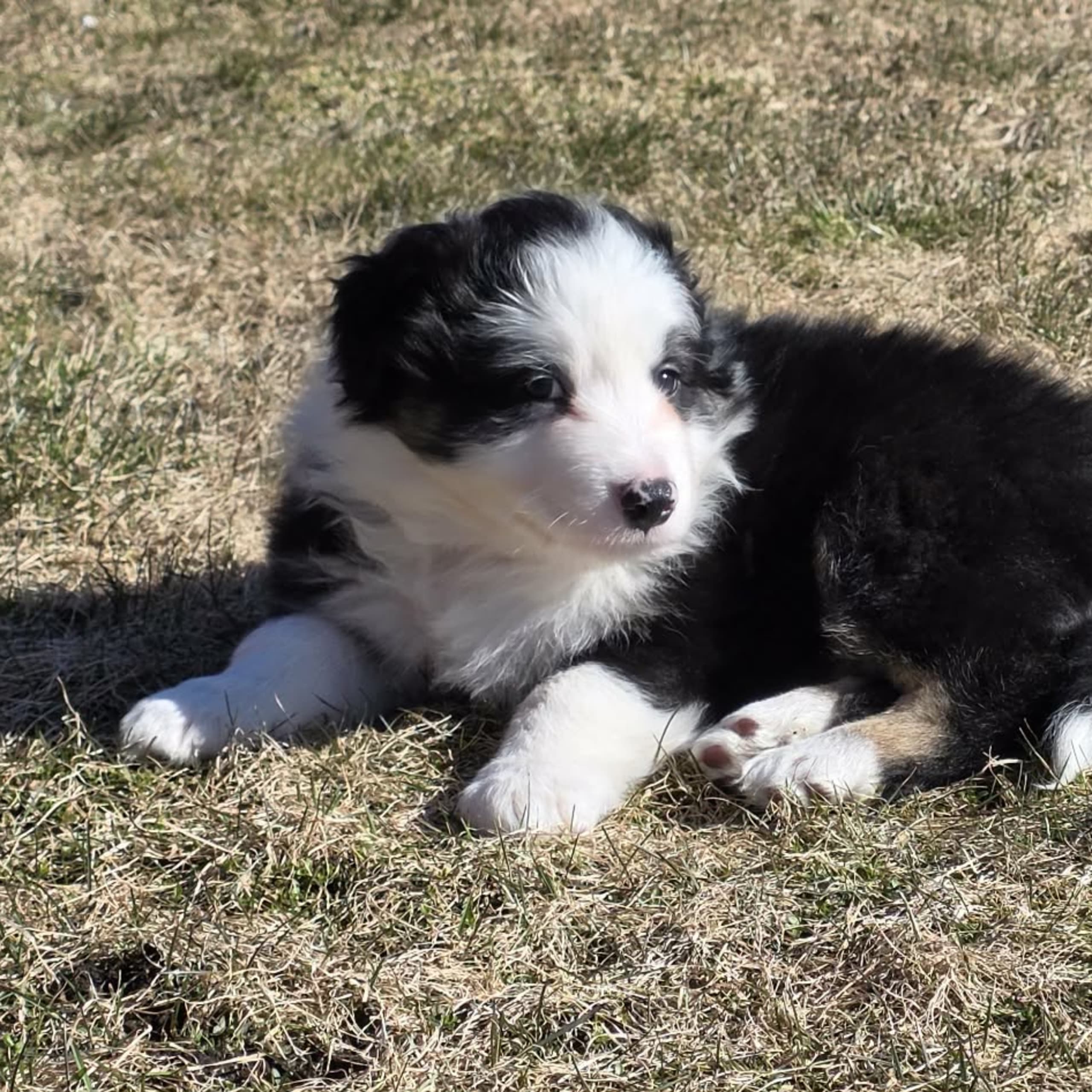 Australien shepherd/border collie