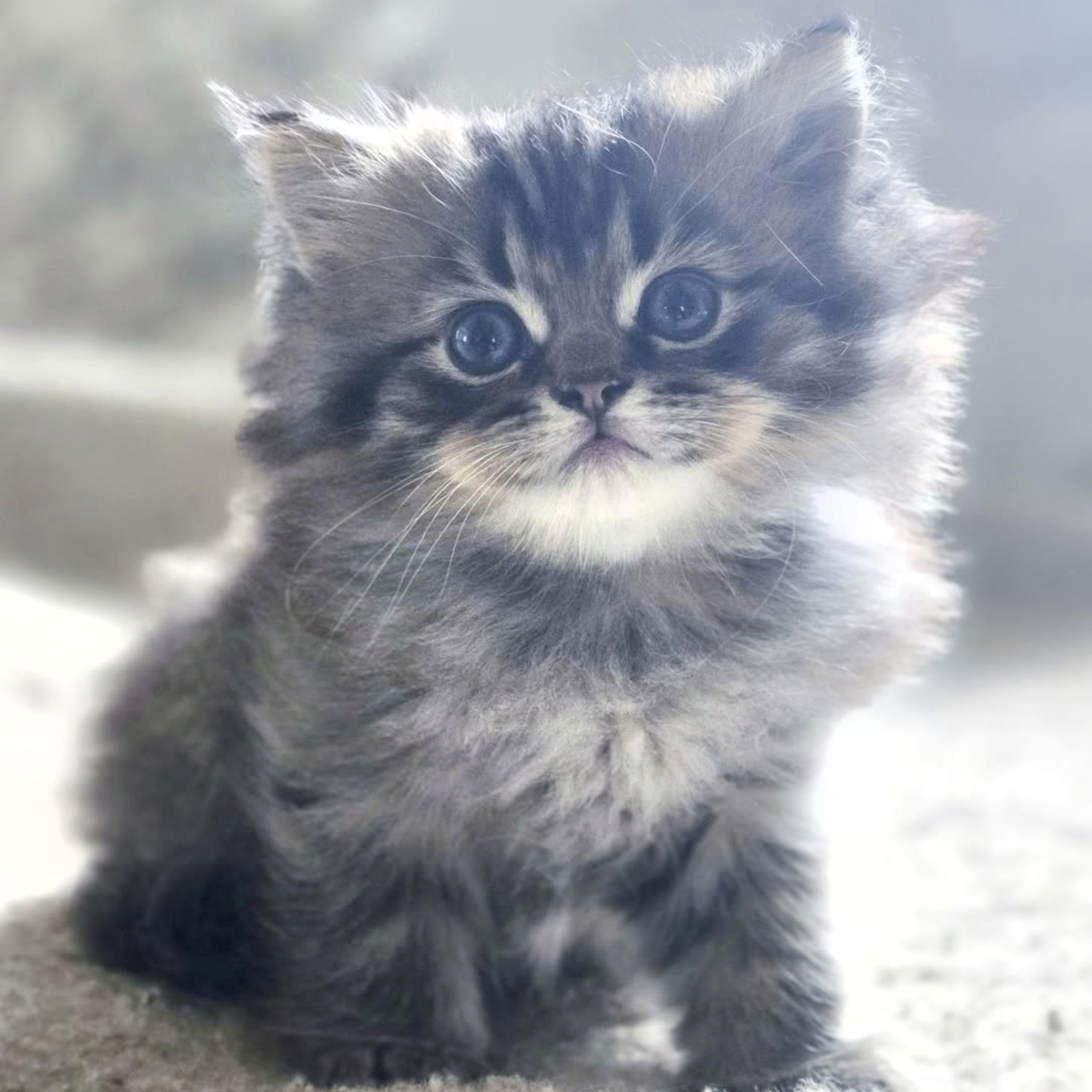 Ragchilla
