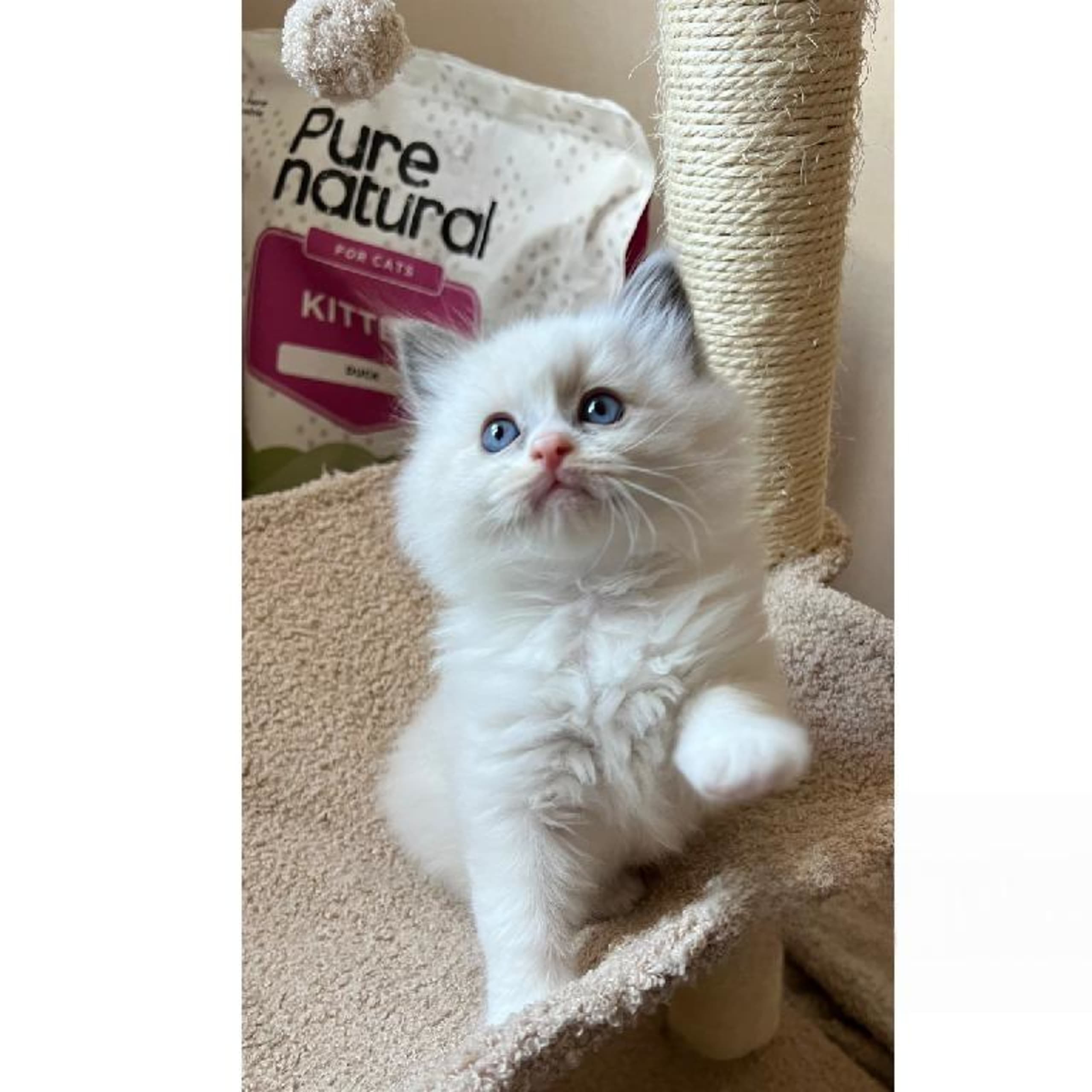 SE*Sapphire Blue Eyes