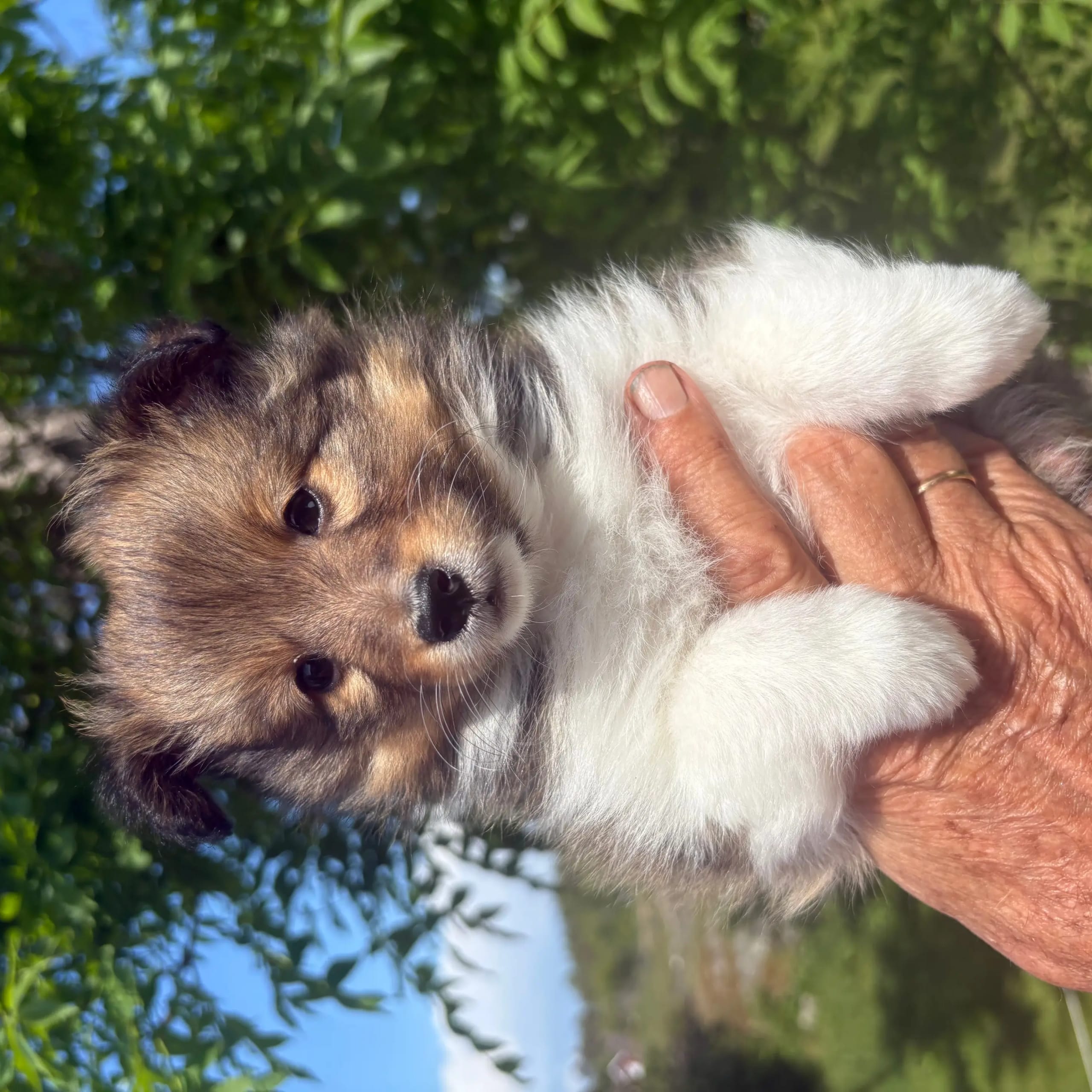 Shetland sheepdog