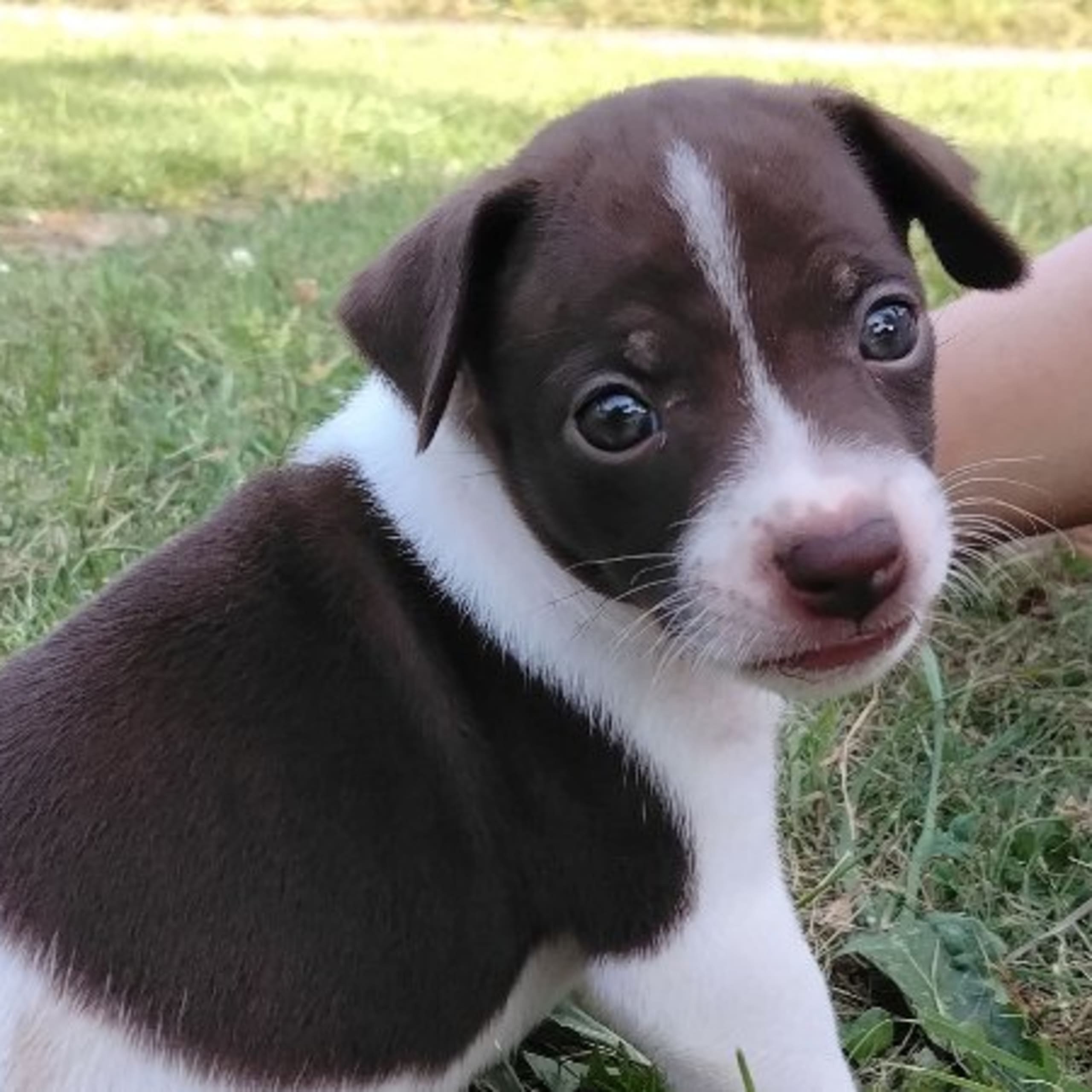 Rat Terrier