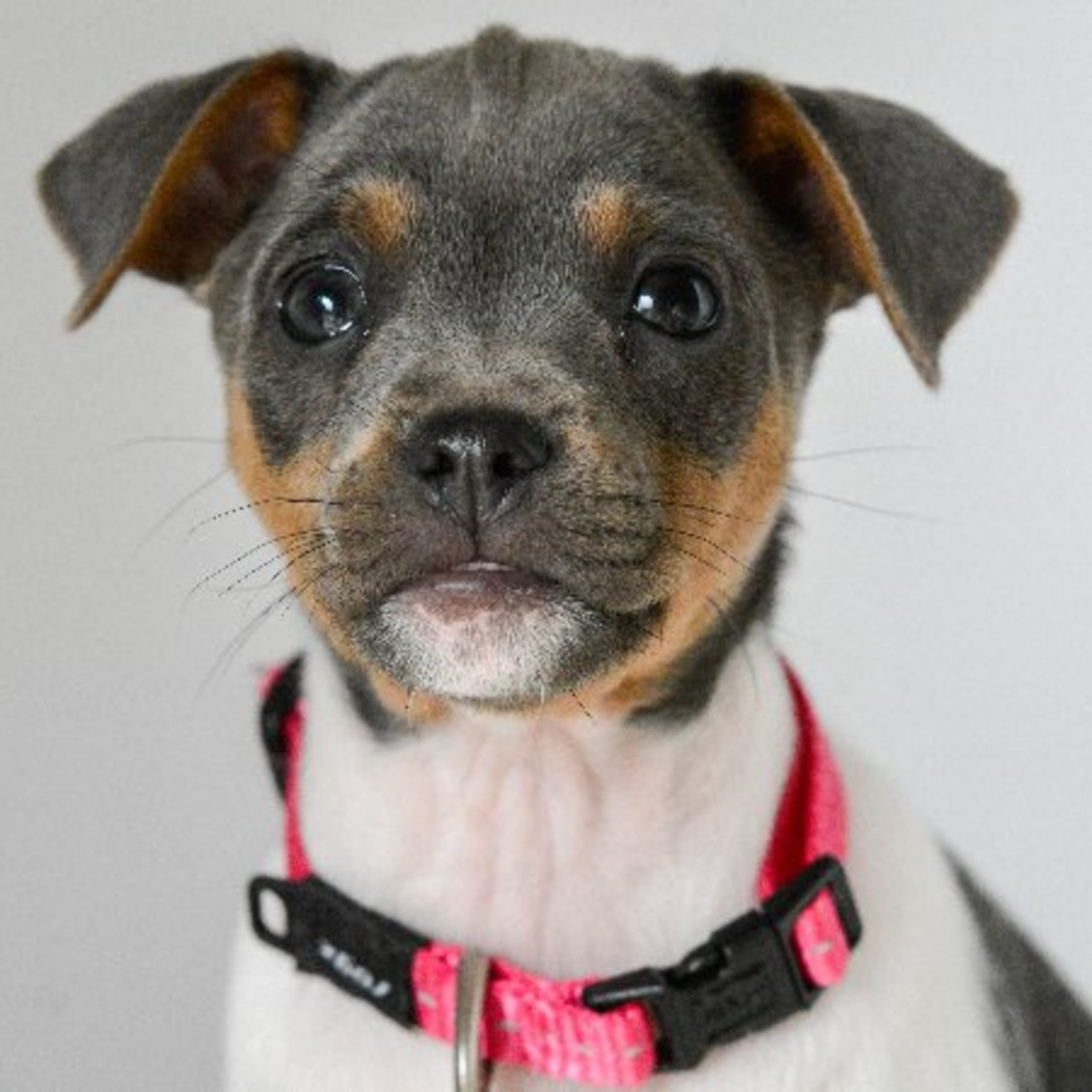 Terrier brasileiro