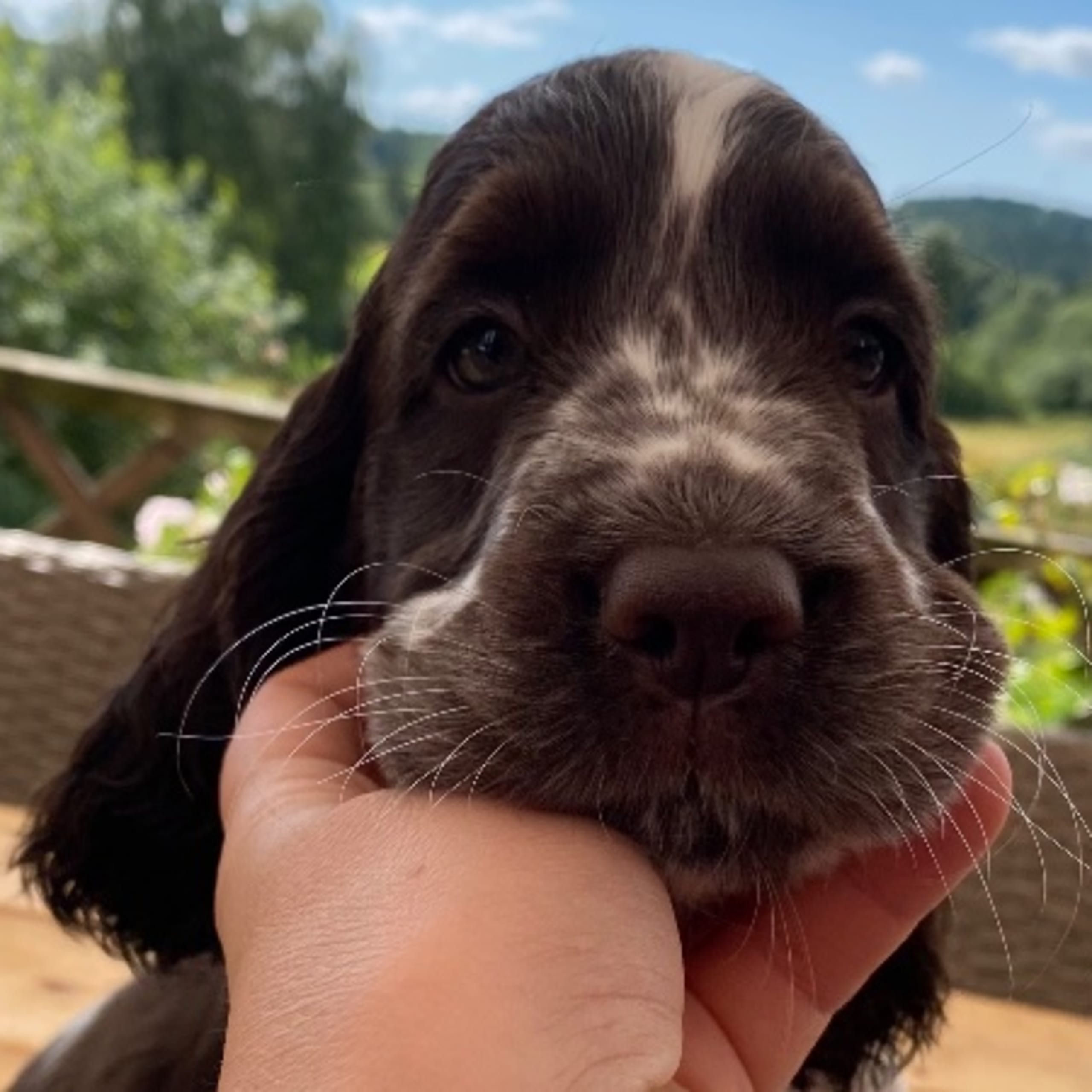 Engelsk springer spaniel