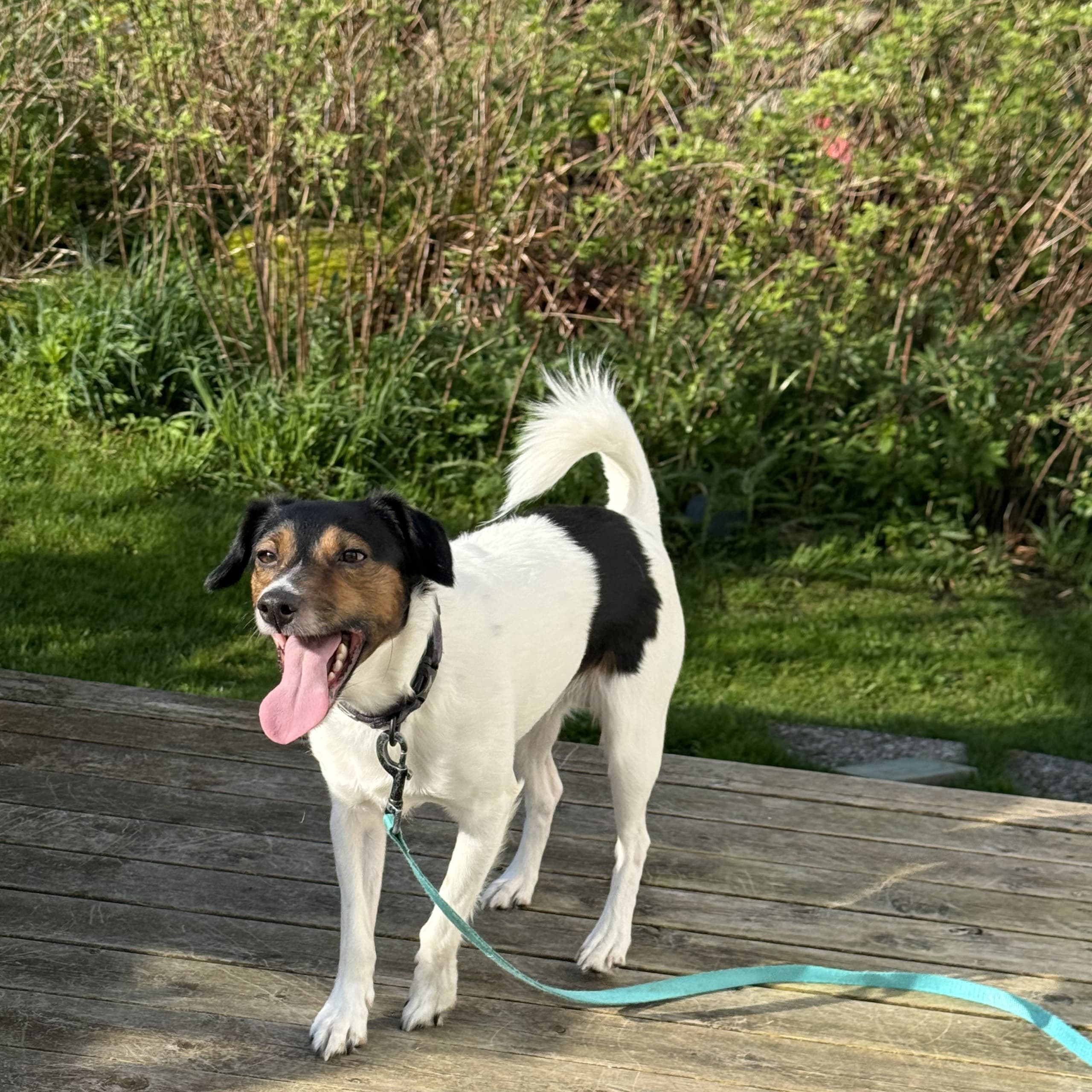 Jack russell terrier