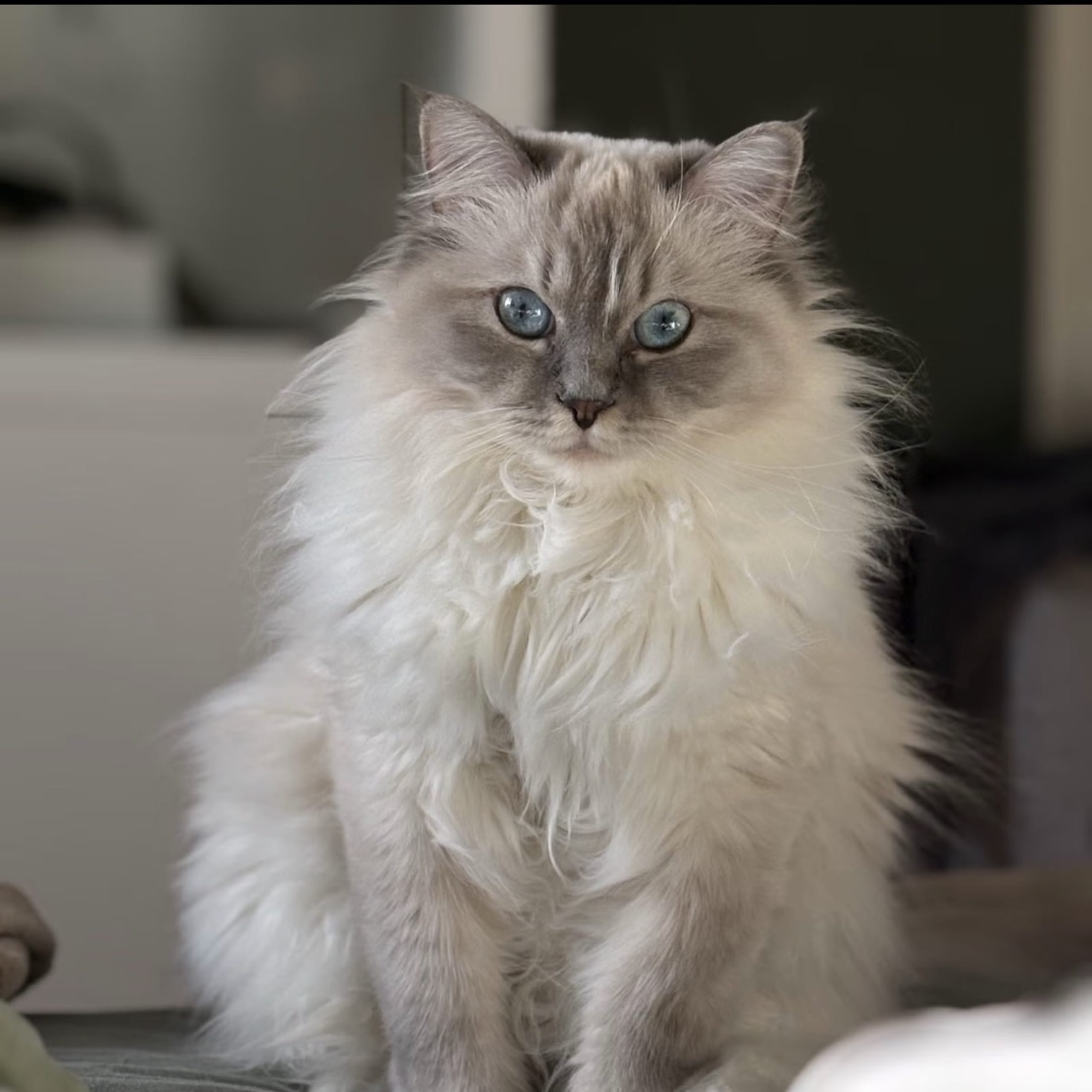 Ragdoll