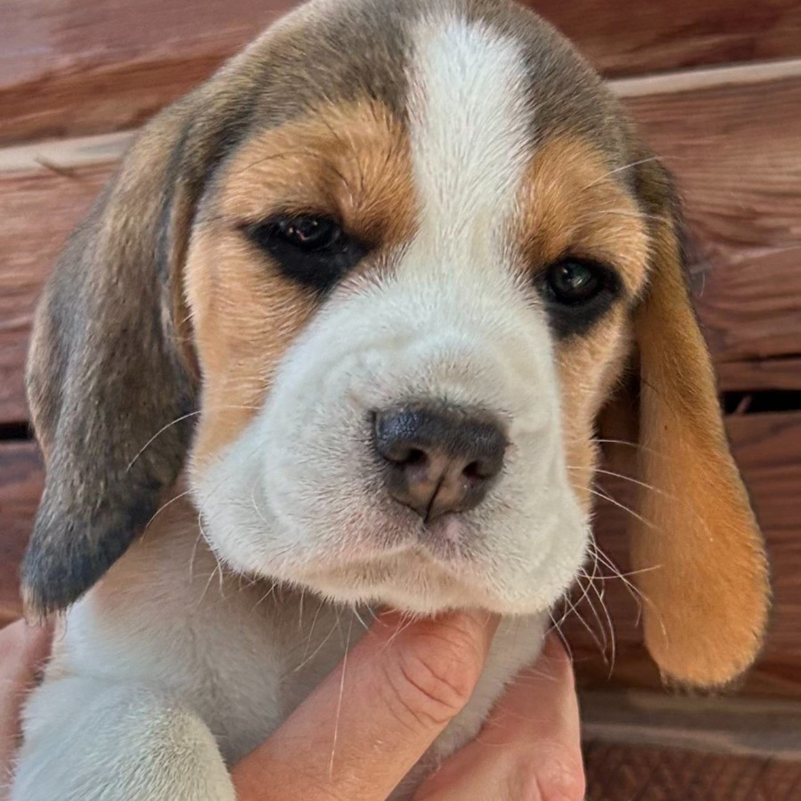 Beagle
