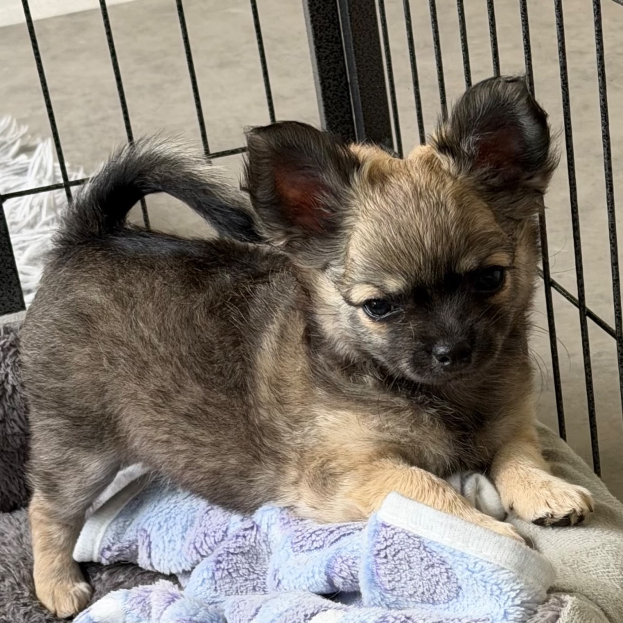 Chihuahua