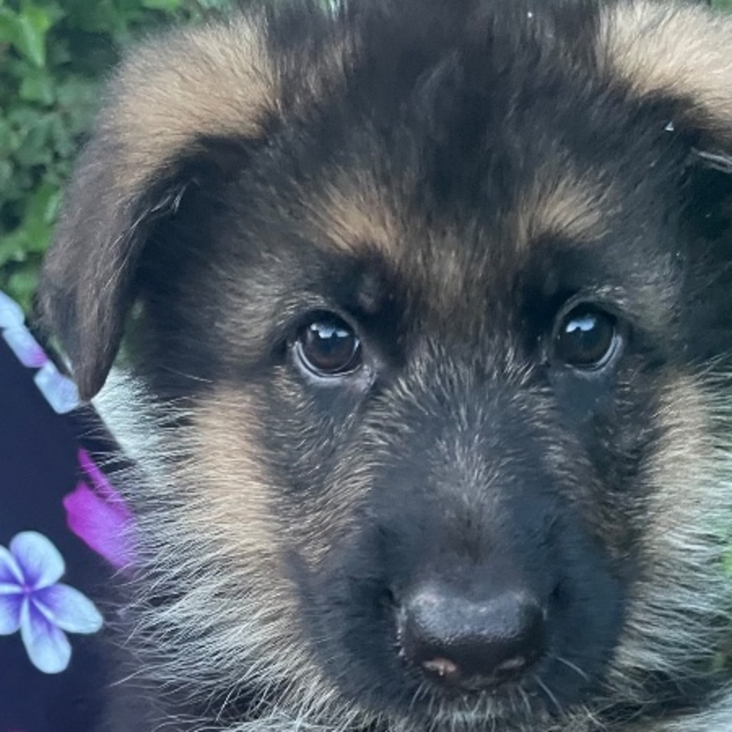 Tysk Schäferhund