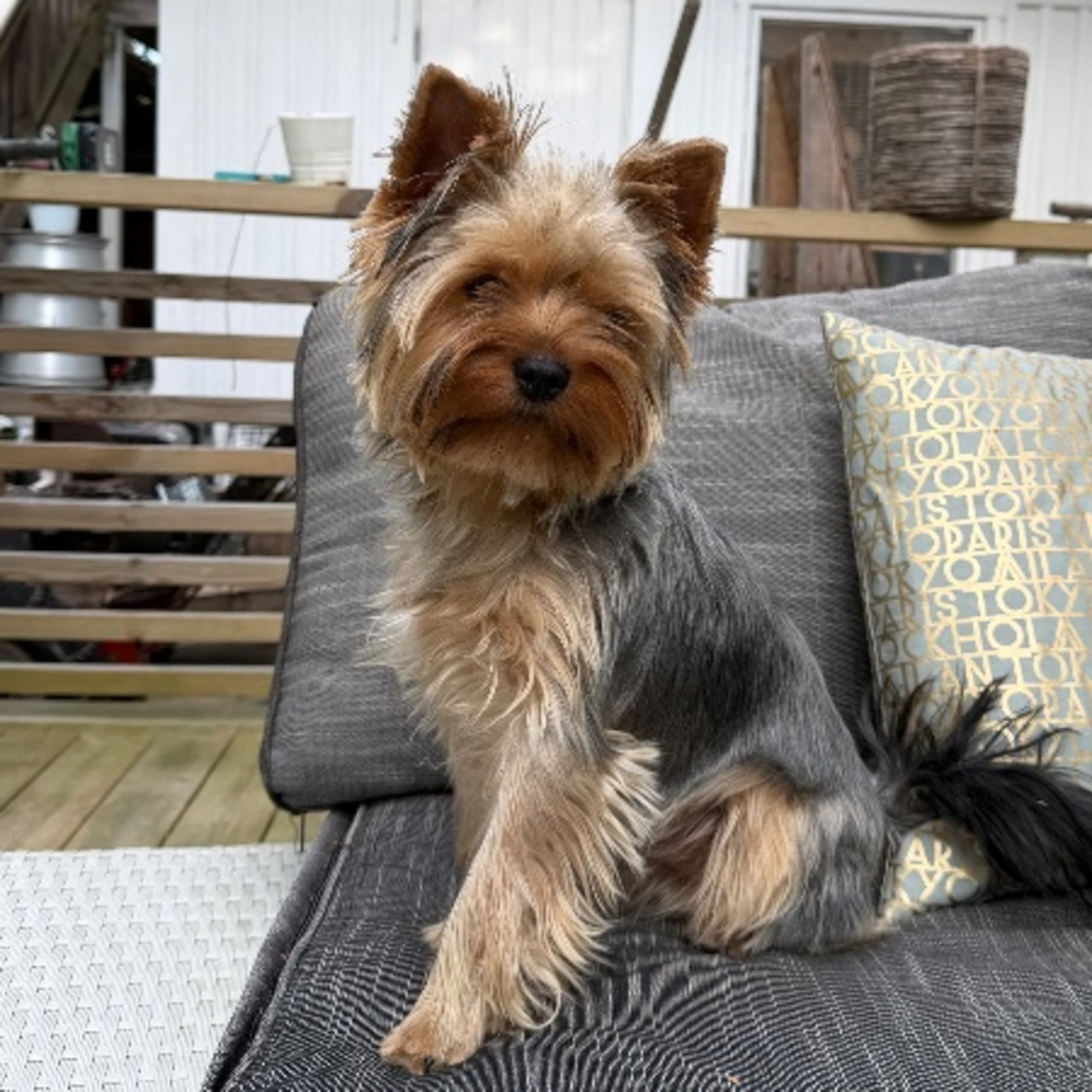 Yorkshireterrier