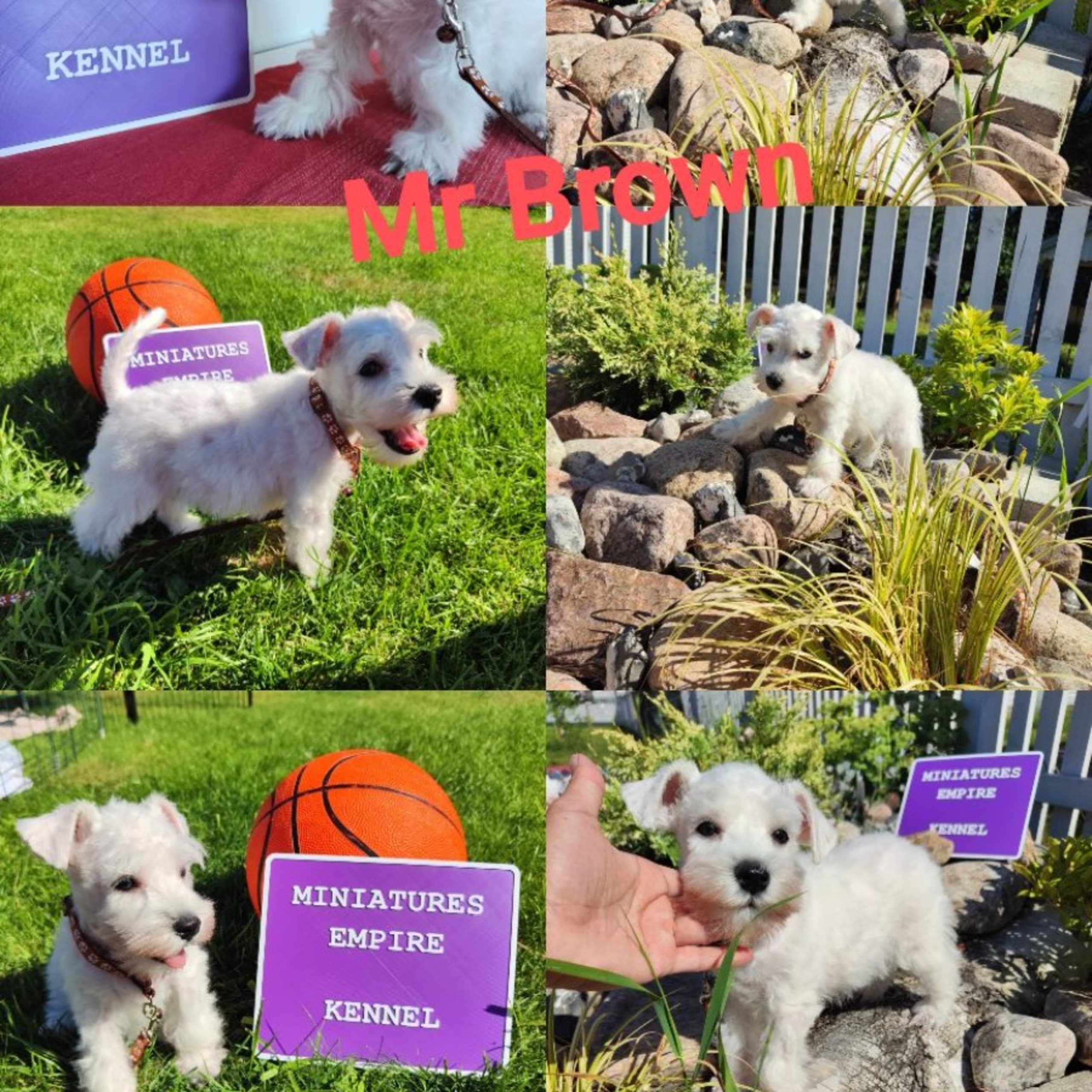 Miniature Schnauzer