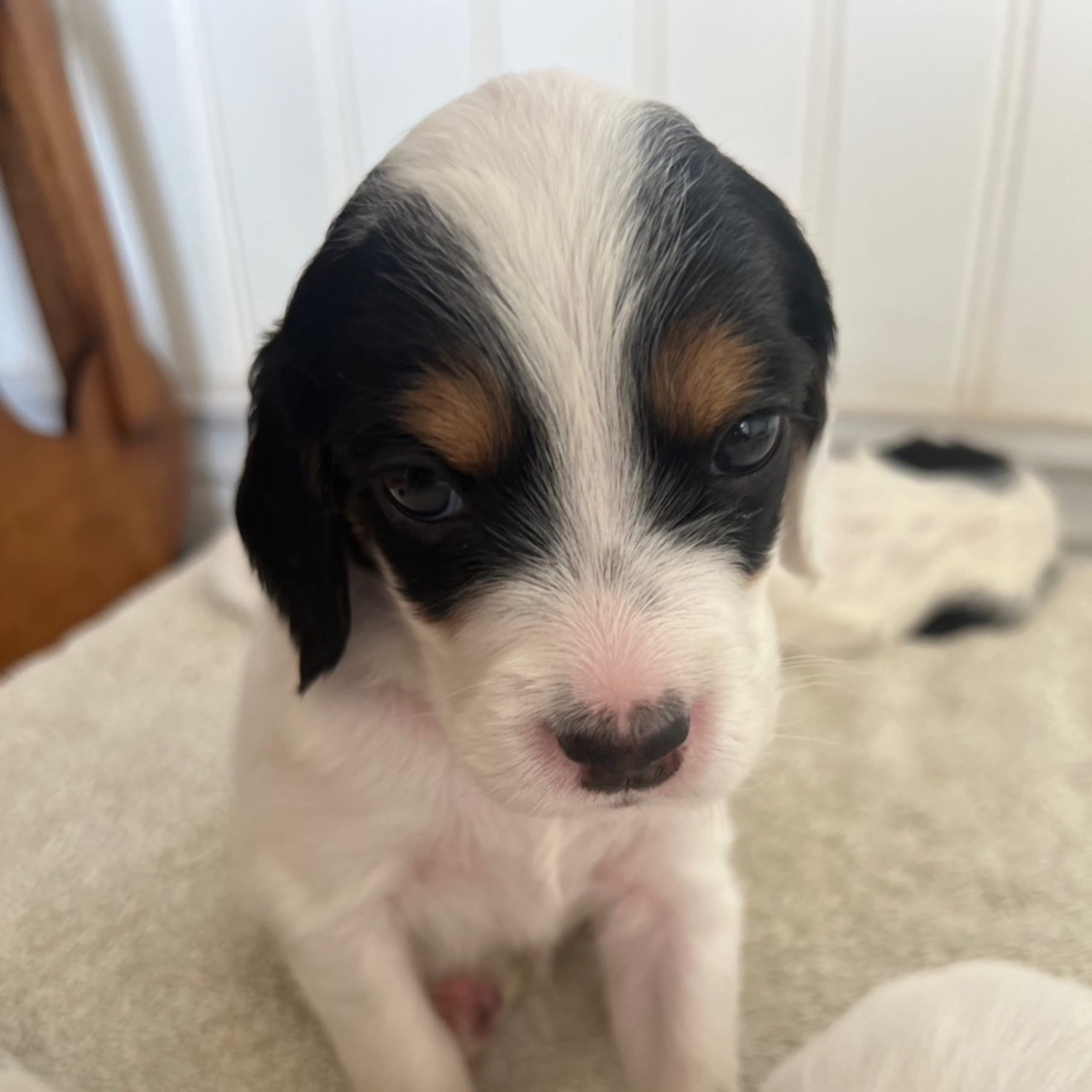 Engelsk setter