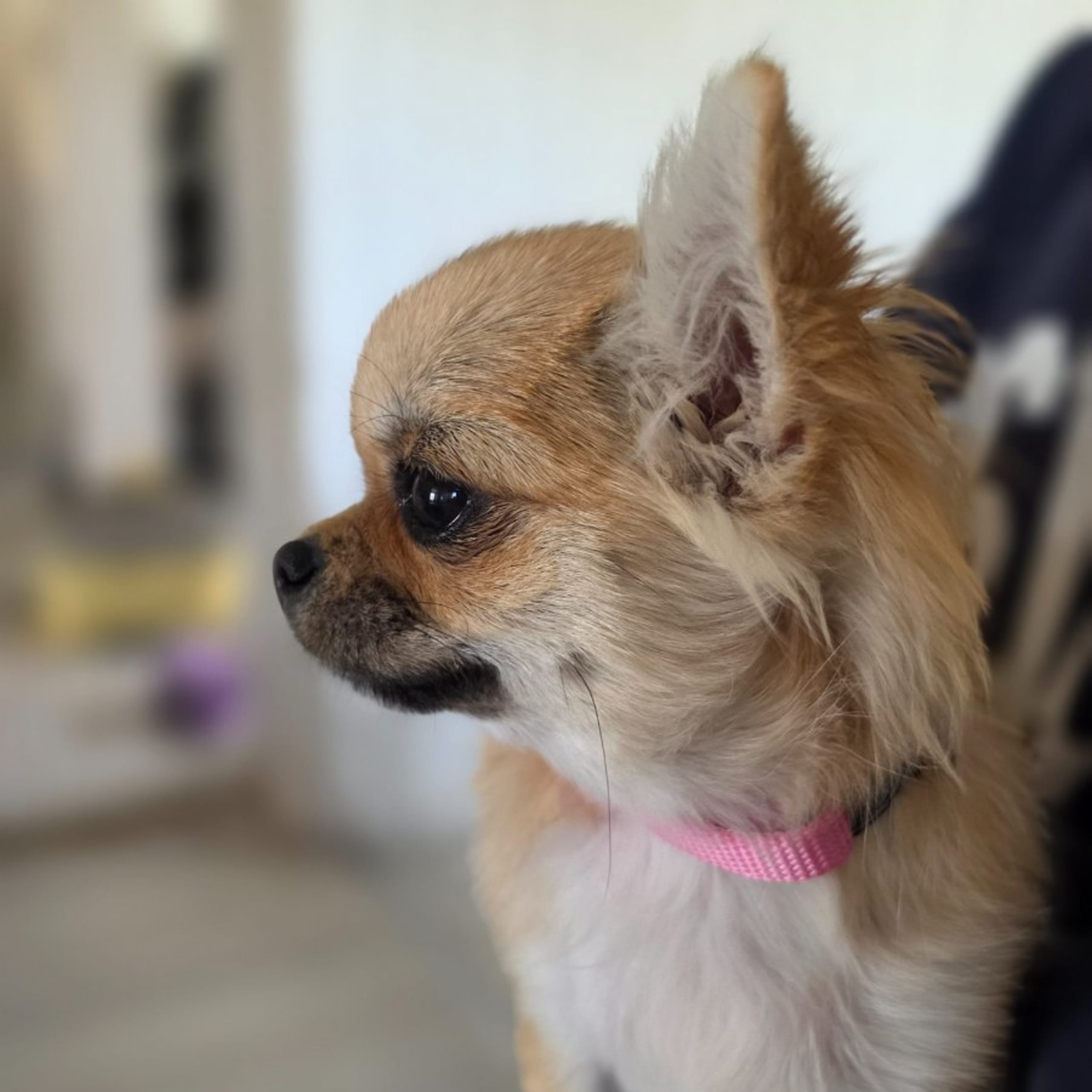 Chihuahua