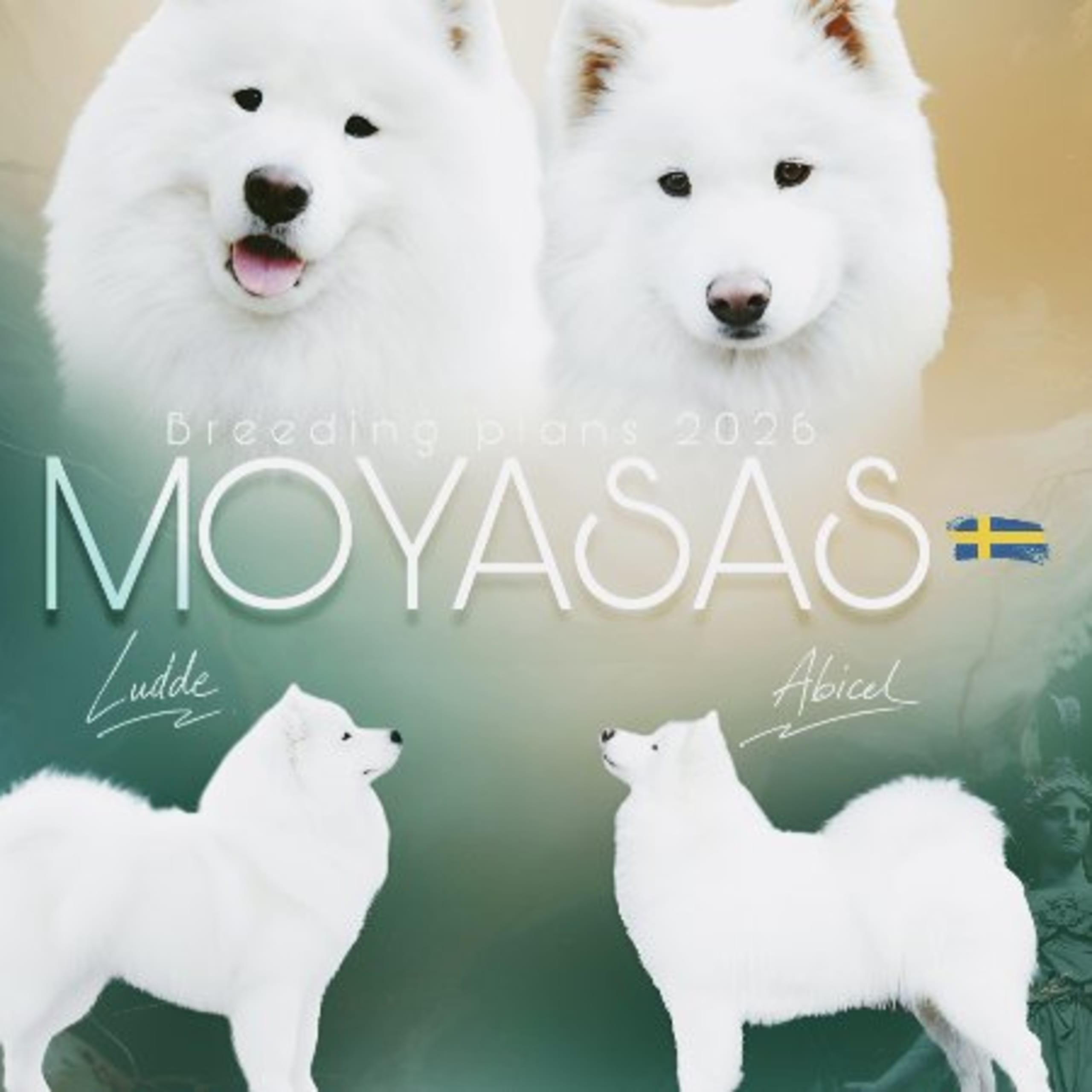 Samojedhund