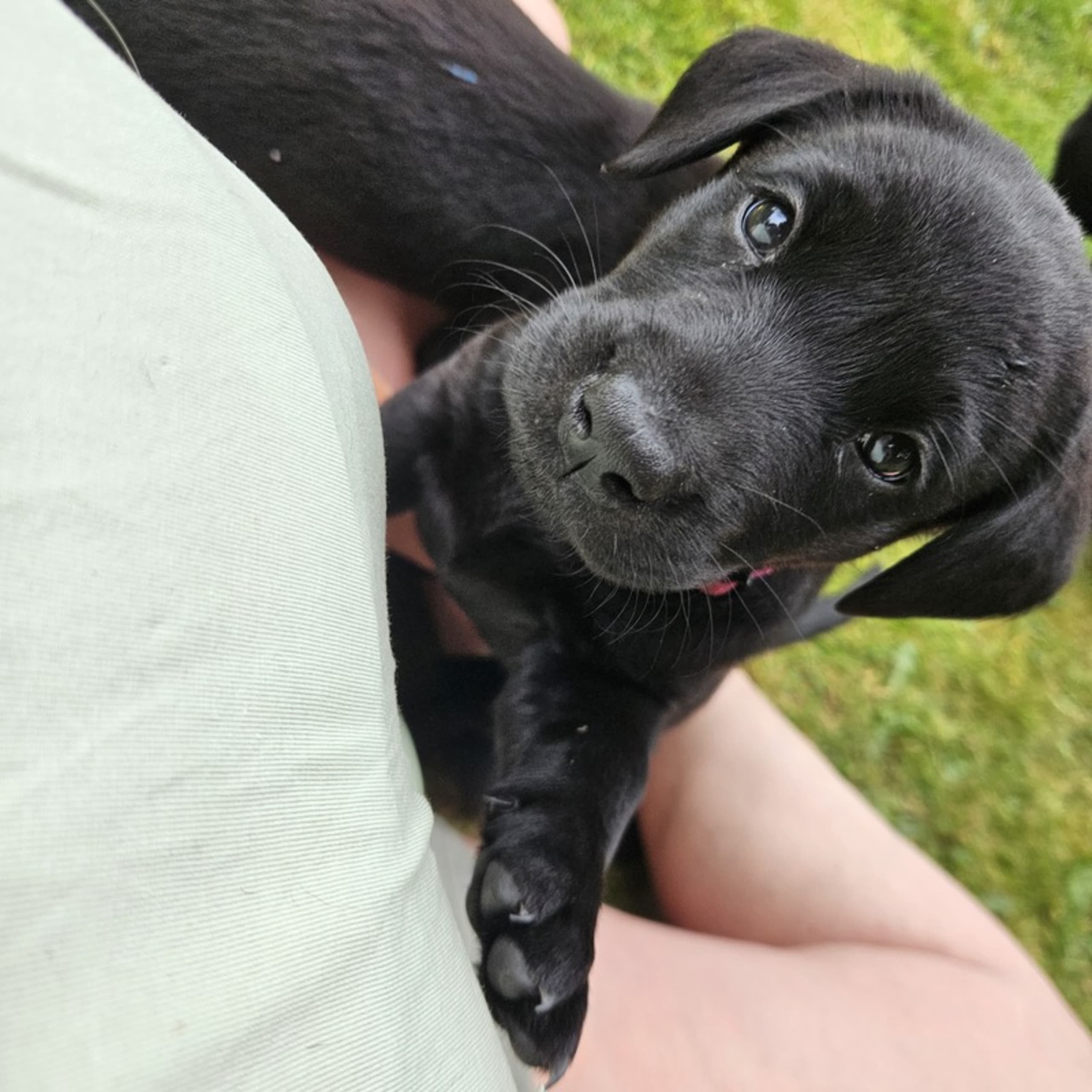 Labrador retriever