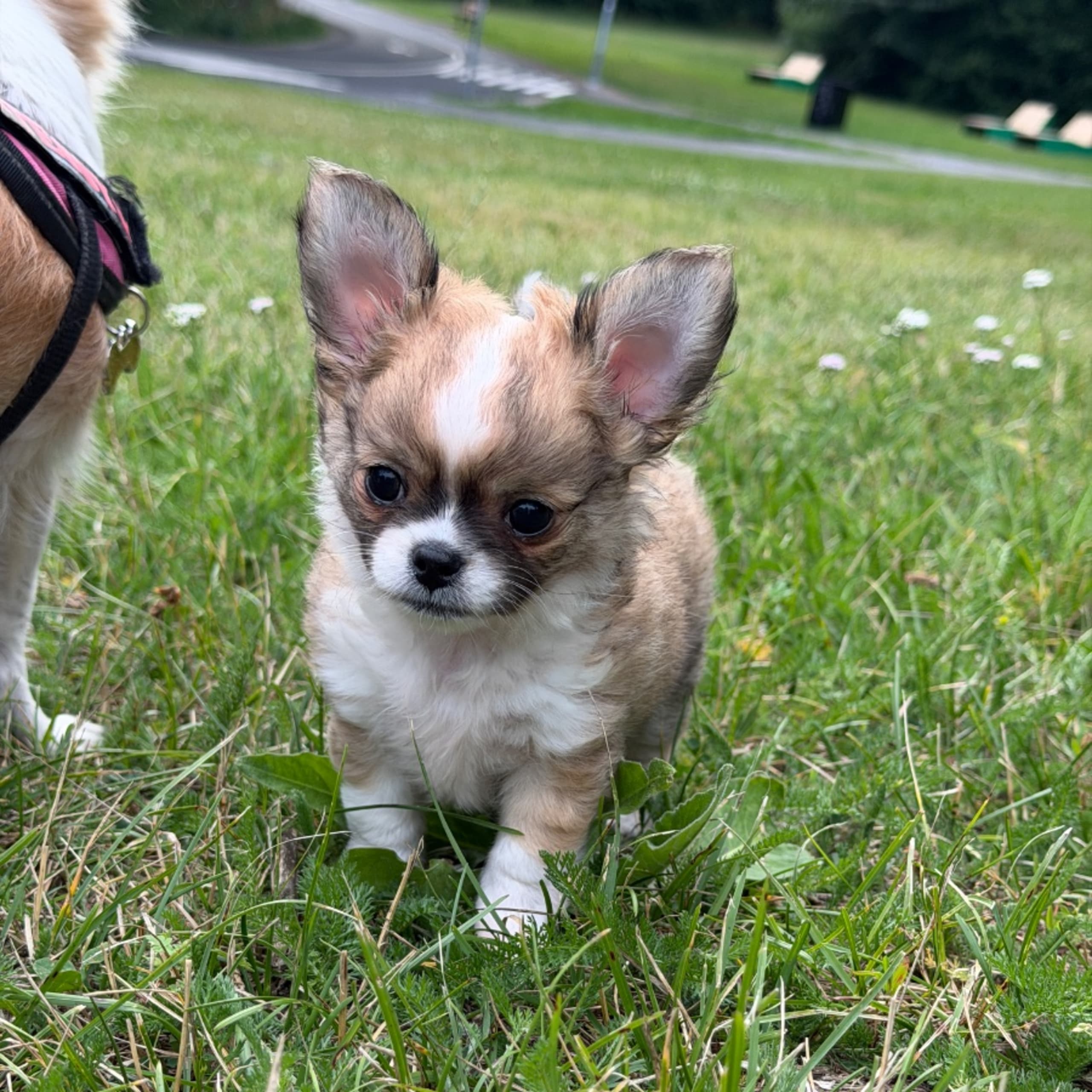 Chihuahua
