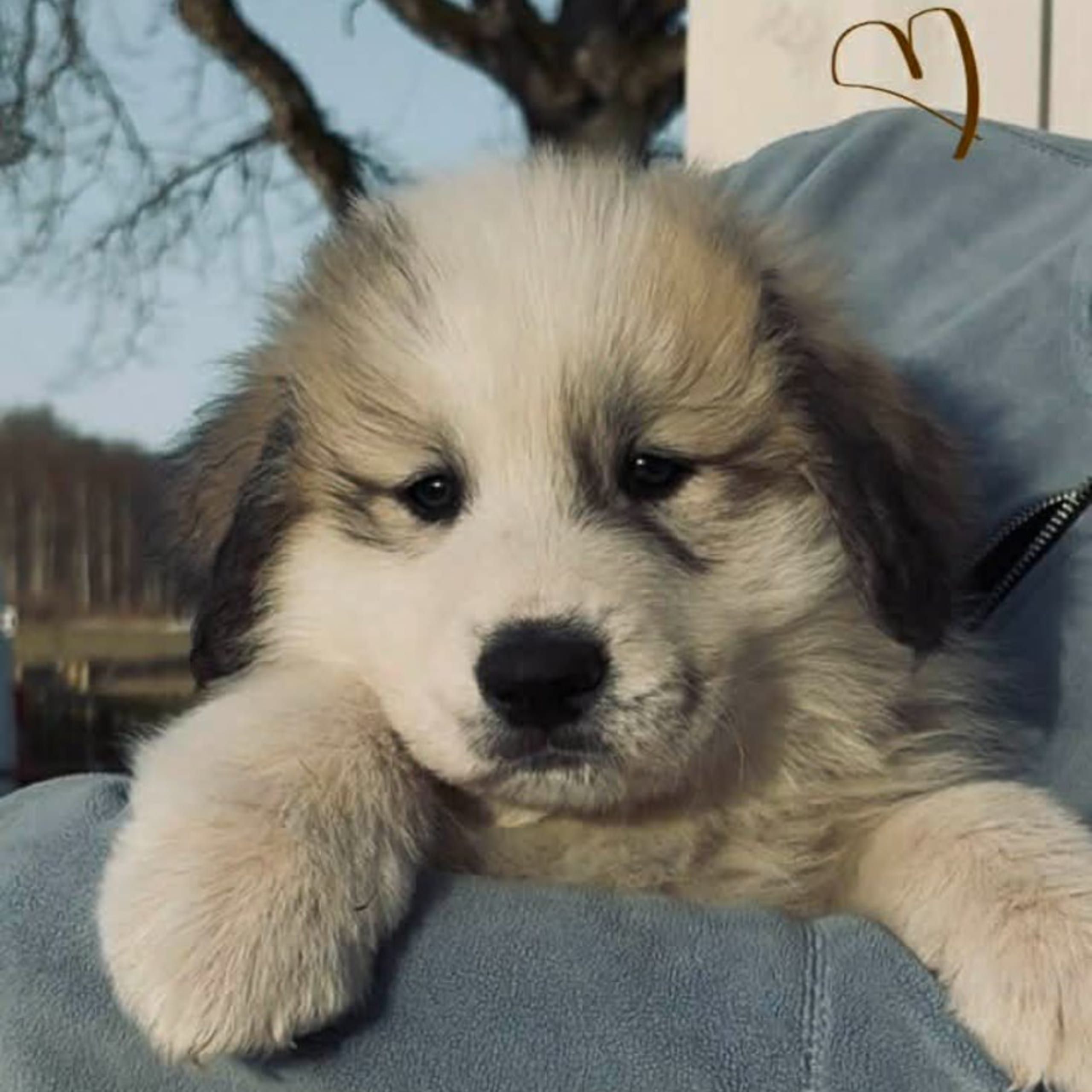 Pyrenéerhund