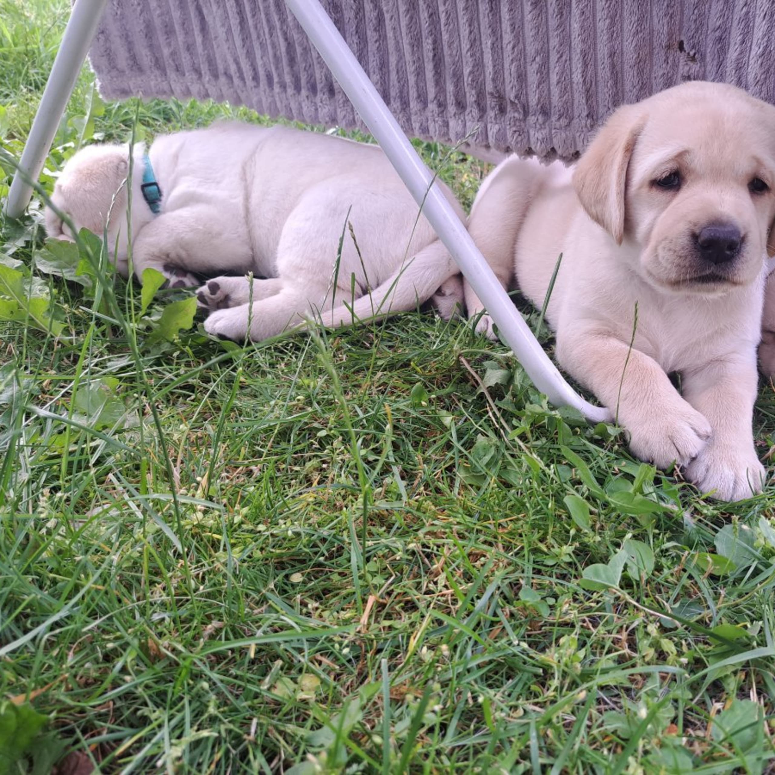 Labrador retriever