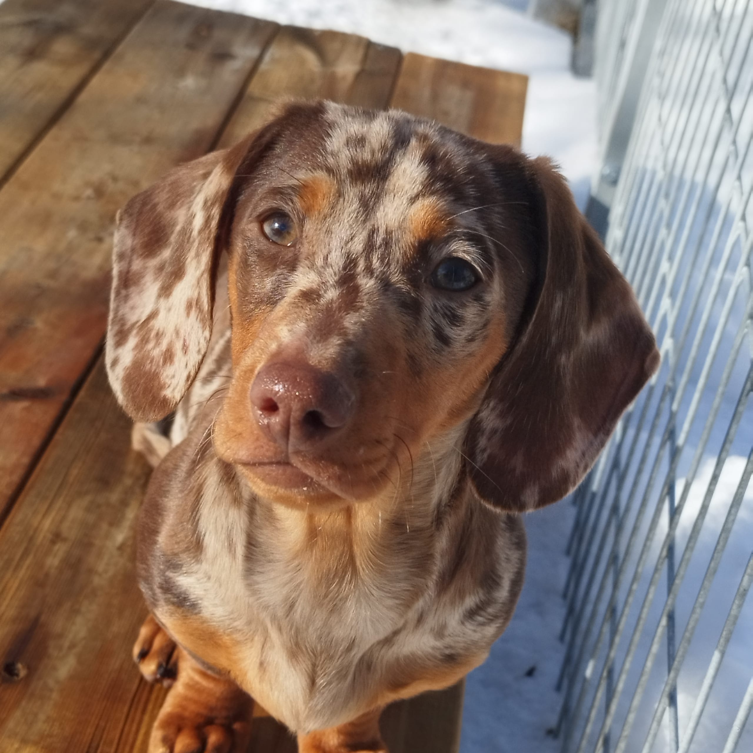 Hjortkvarns Cavapoo
