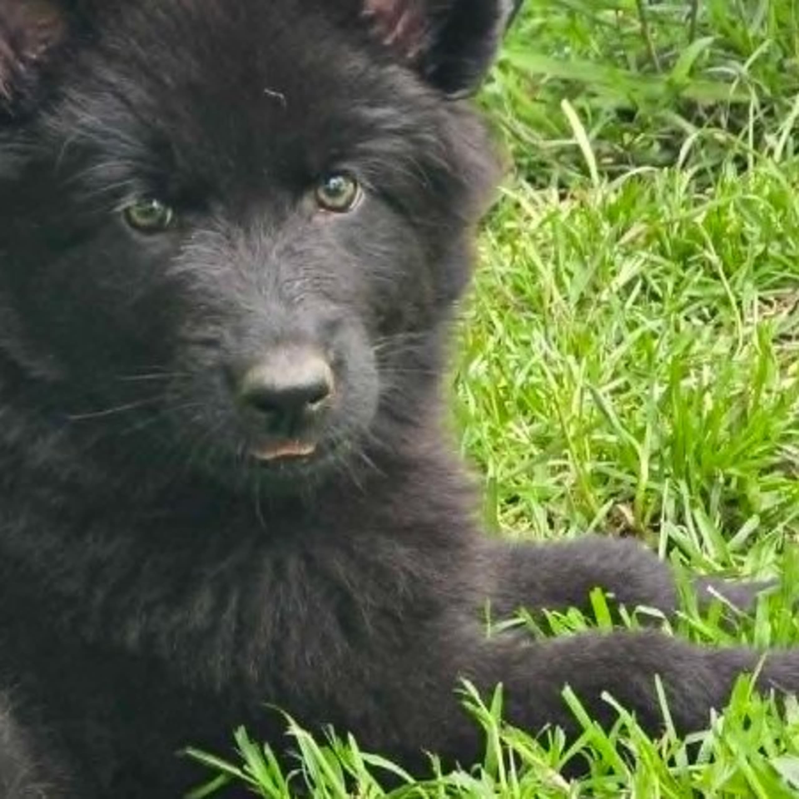 Tysk Schäferhund