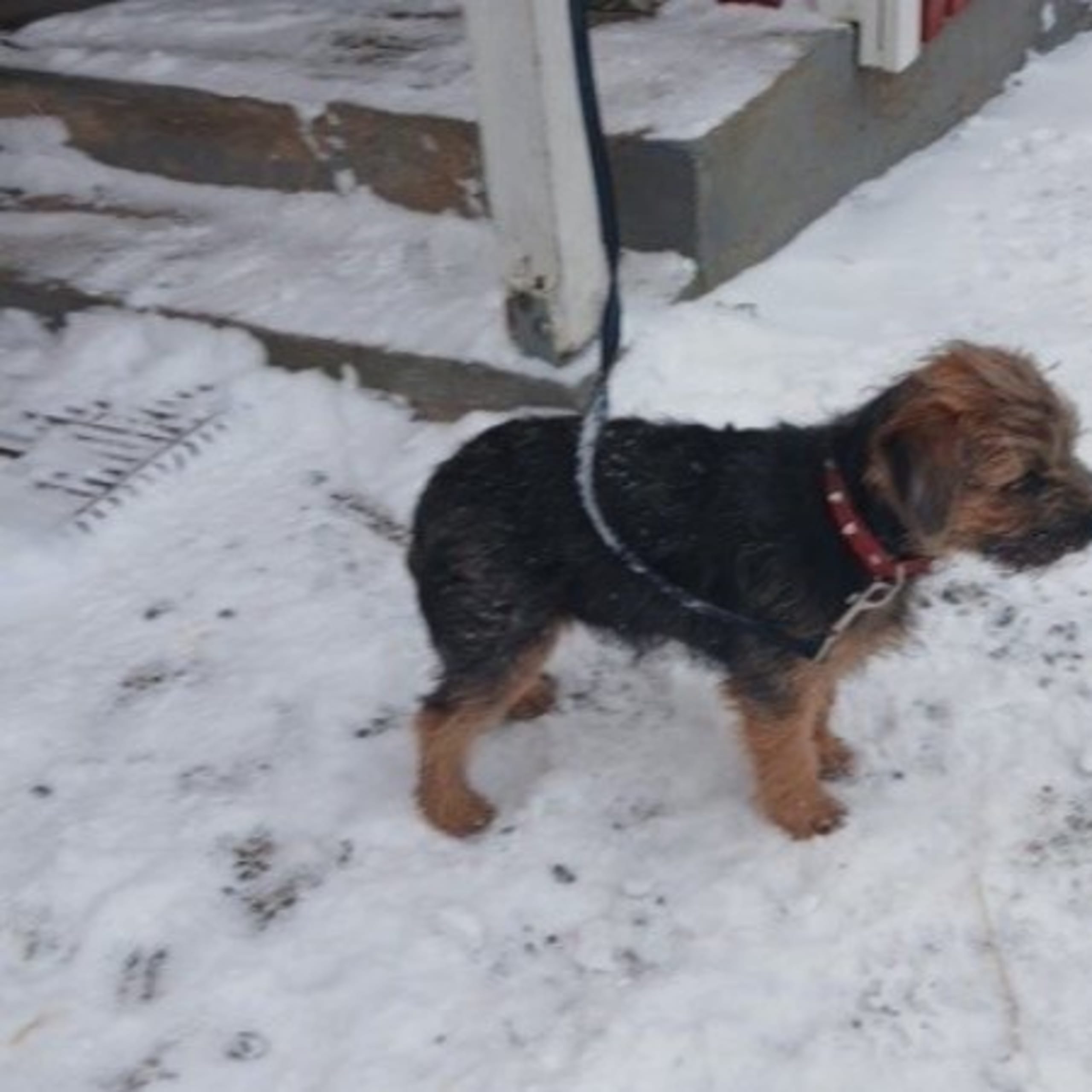 Border terrier
