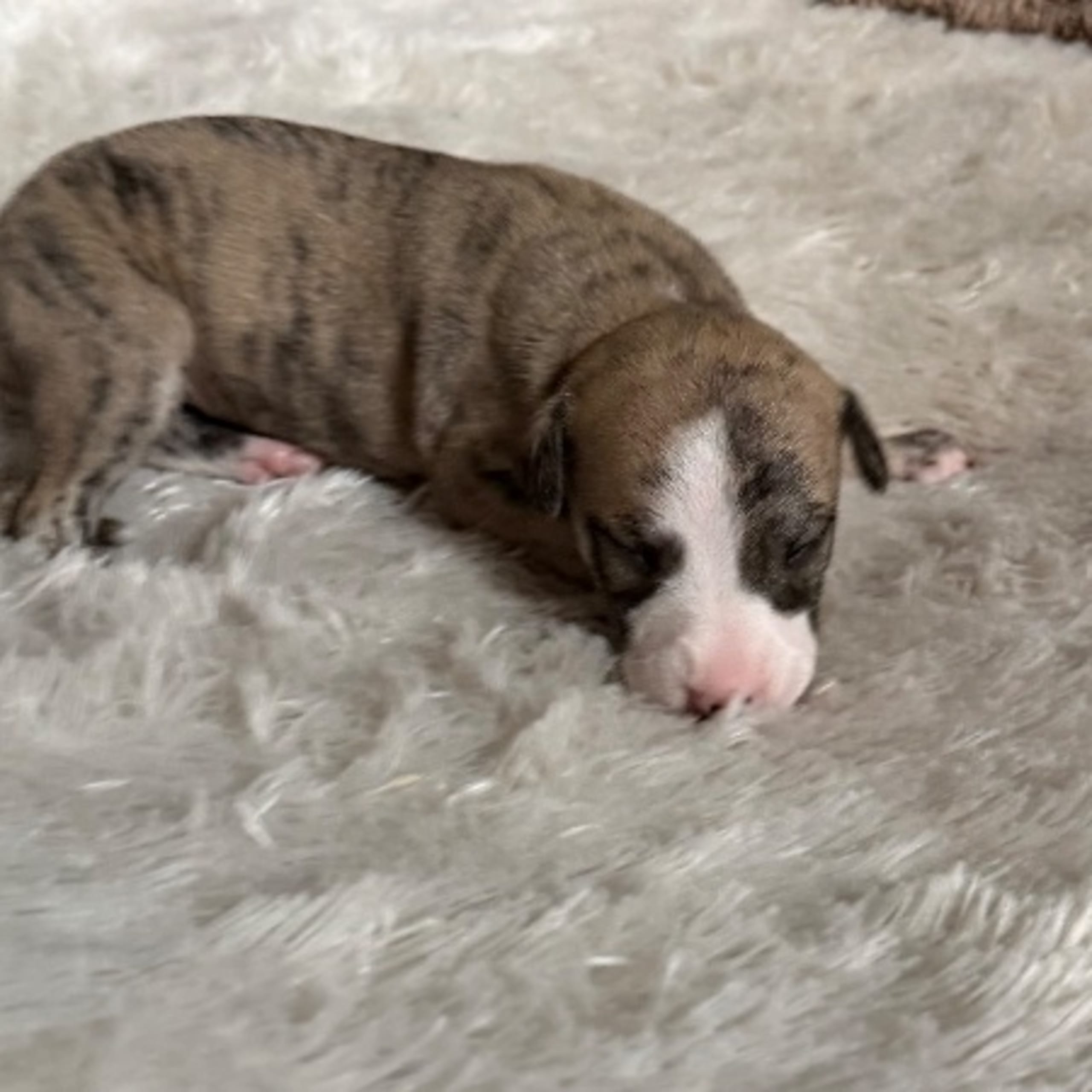 Whippet