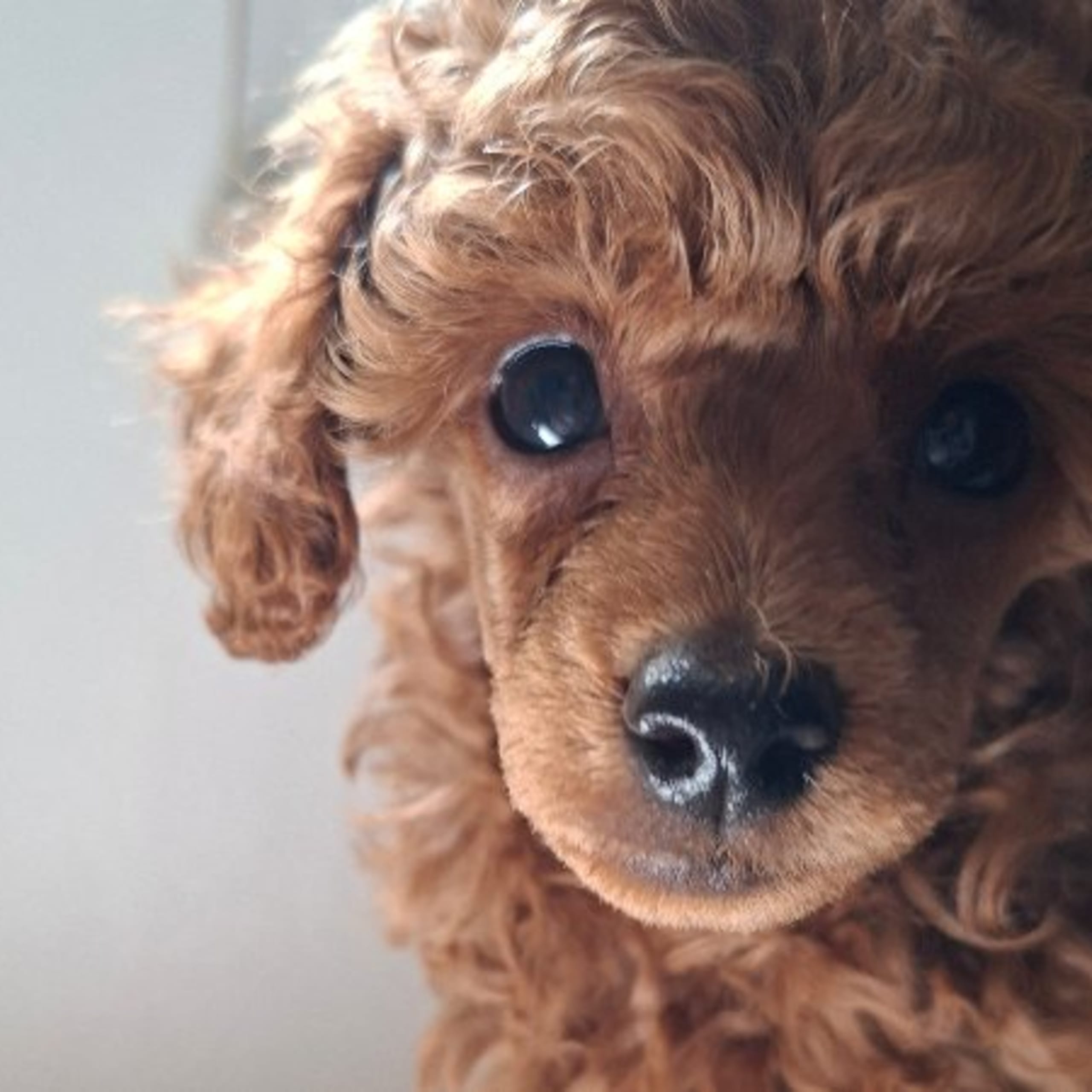 Toy Poodle