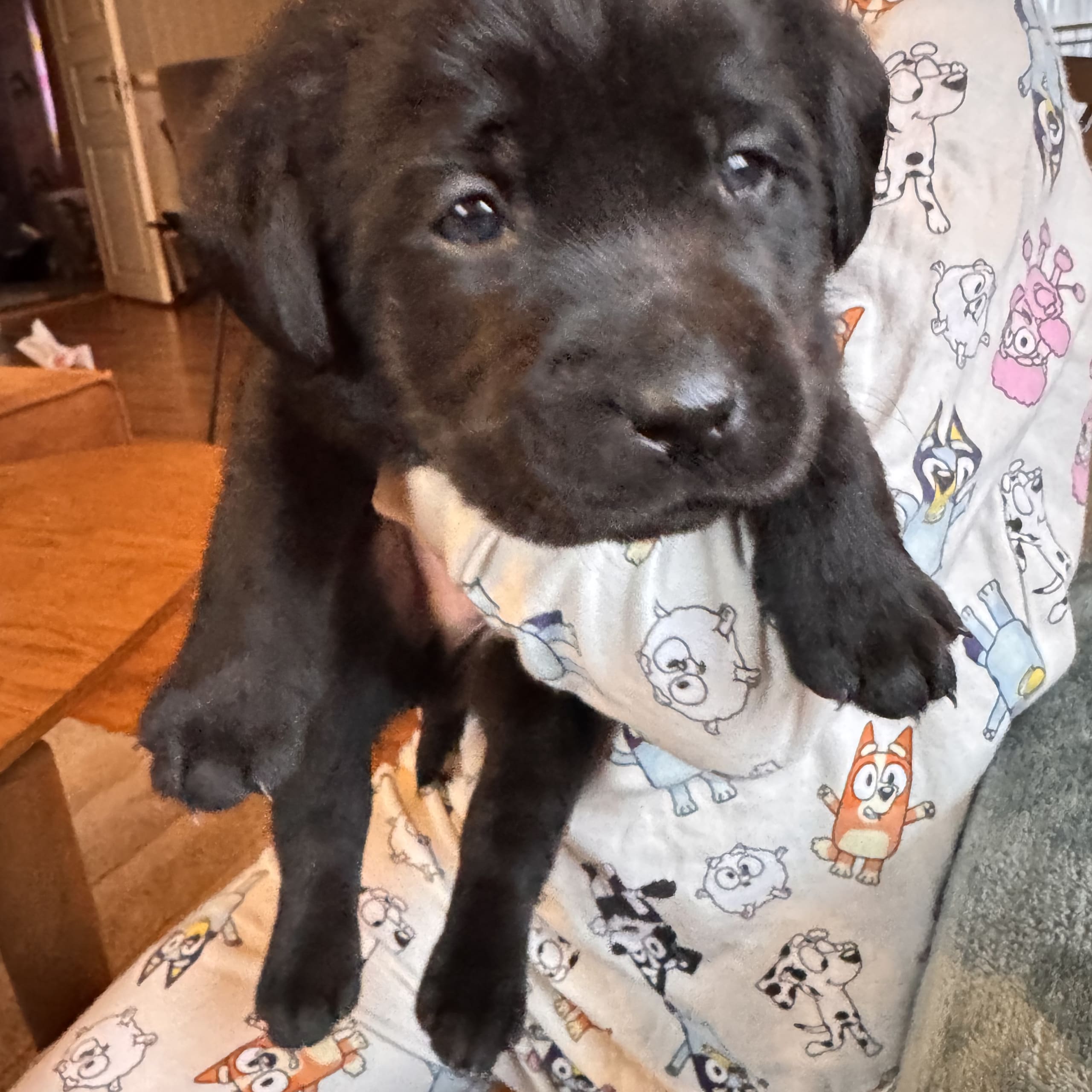 Labrador retriever