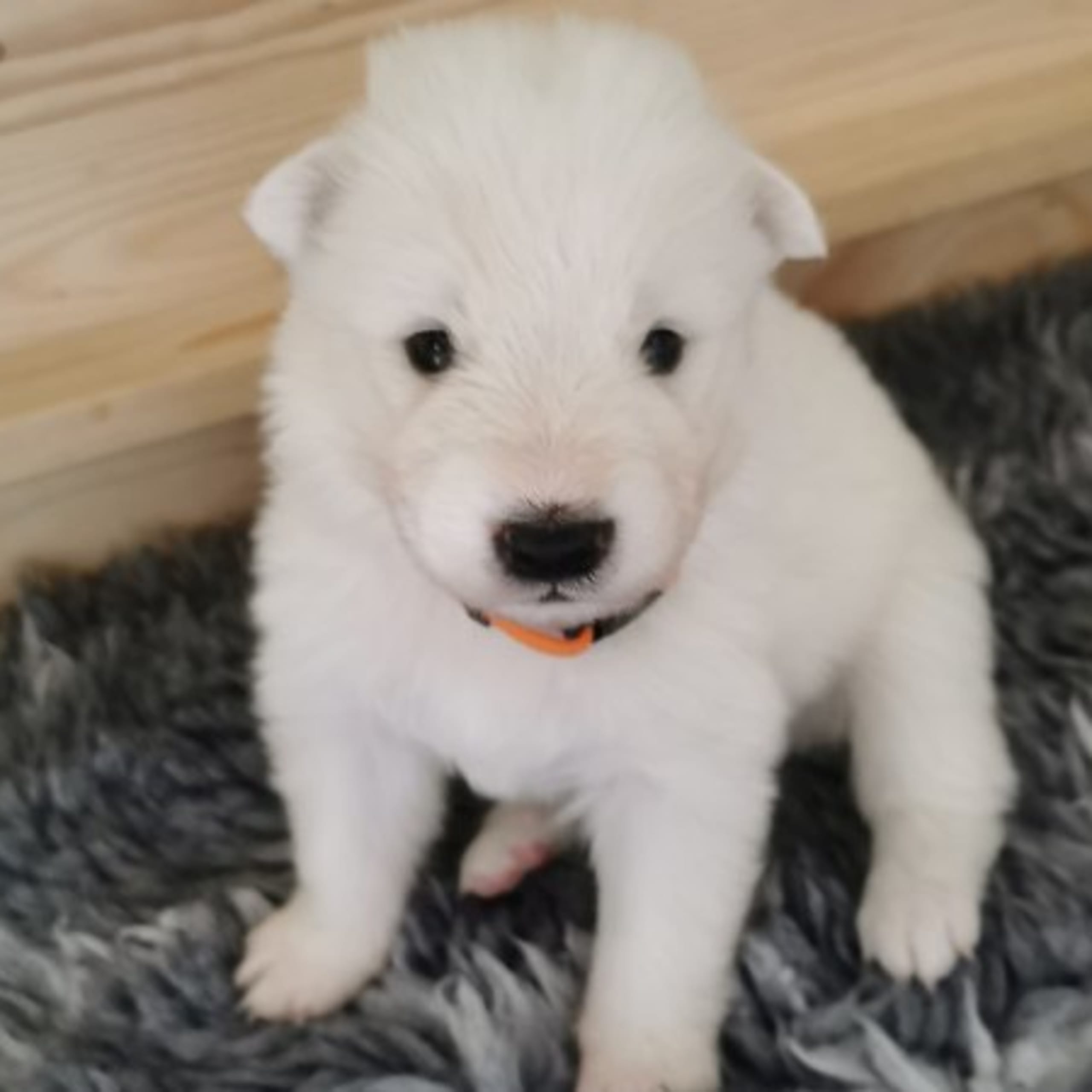 Samojedhund