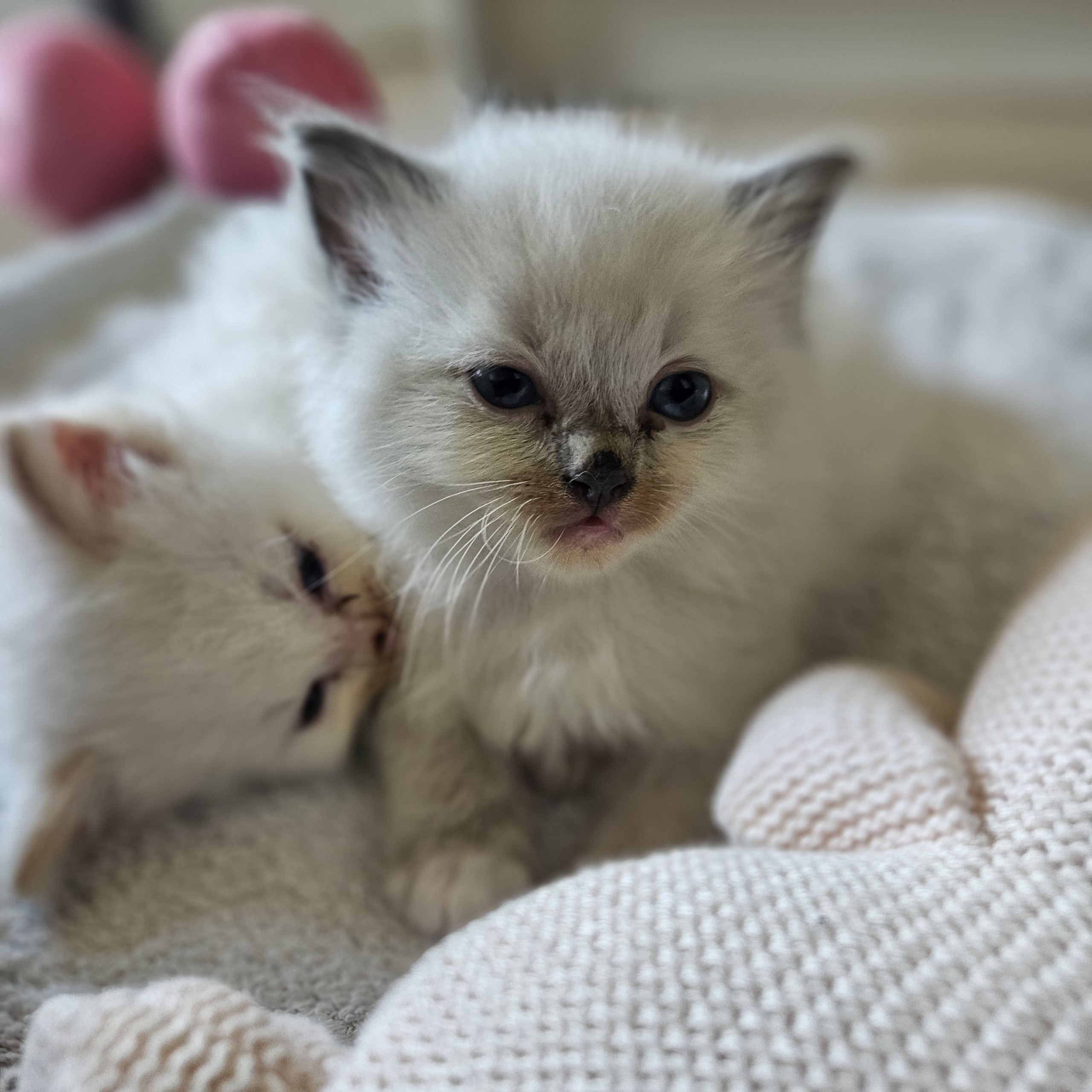 Ragdoll