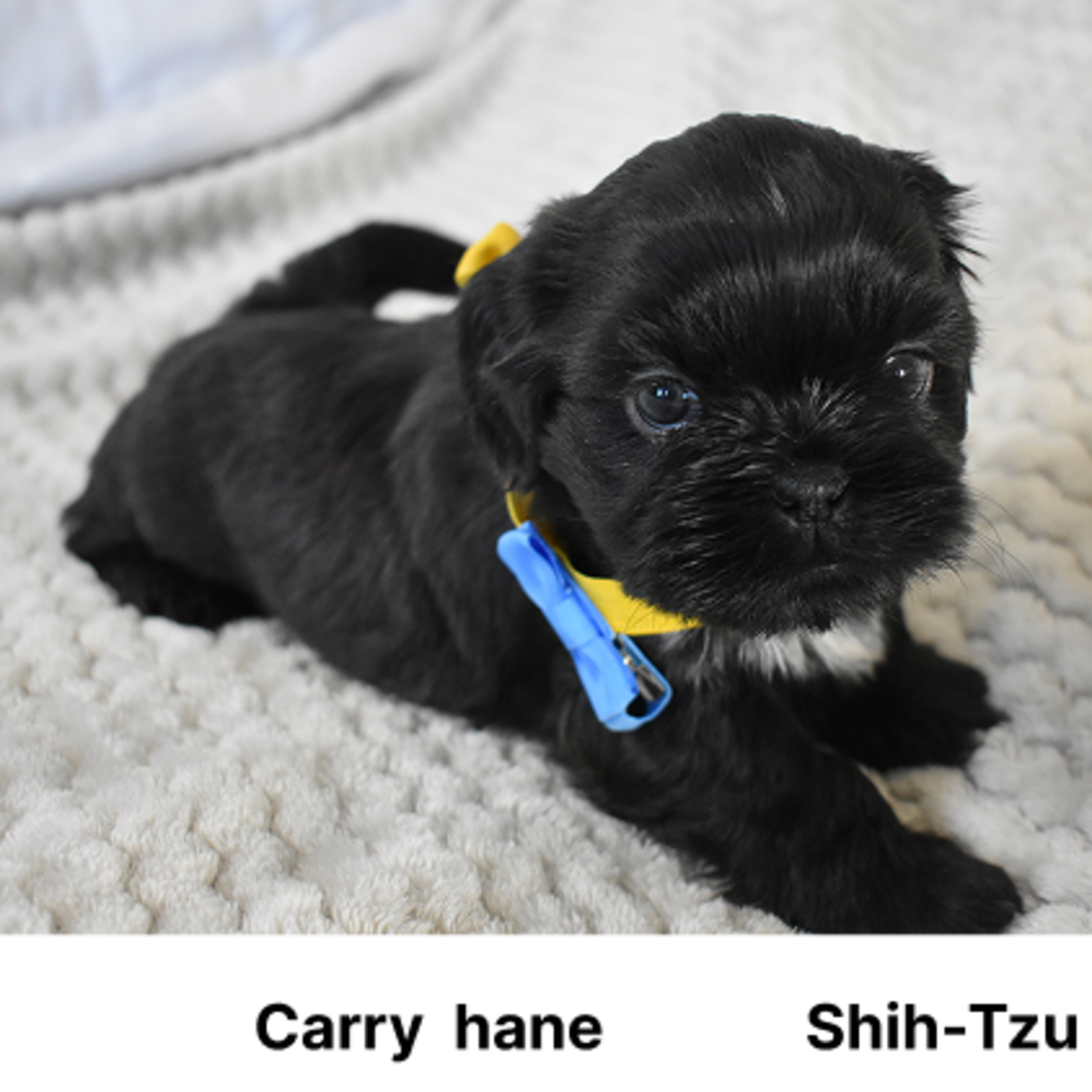 Shih Tzu