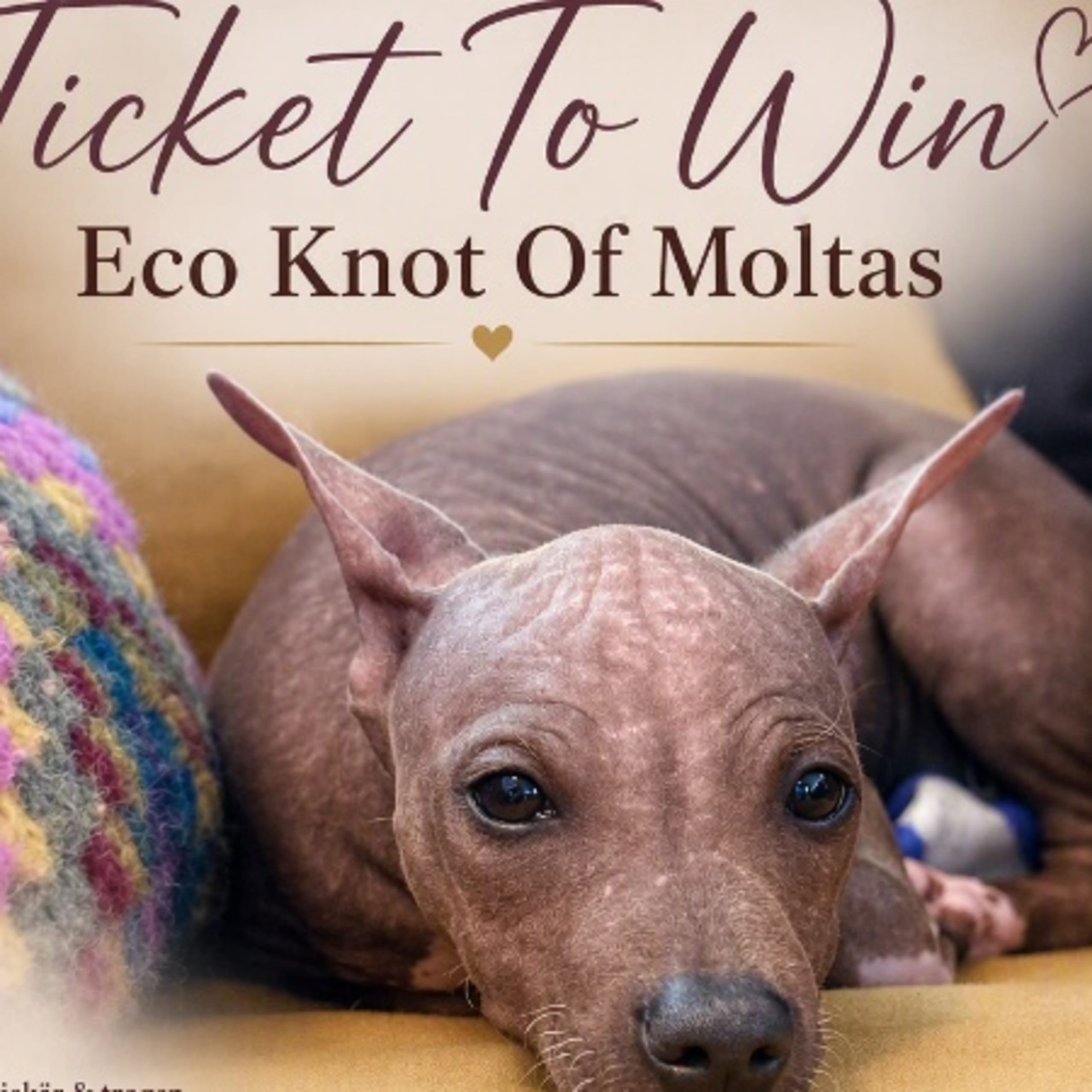 American hairless terrier
