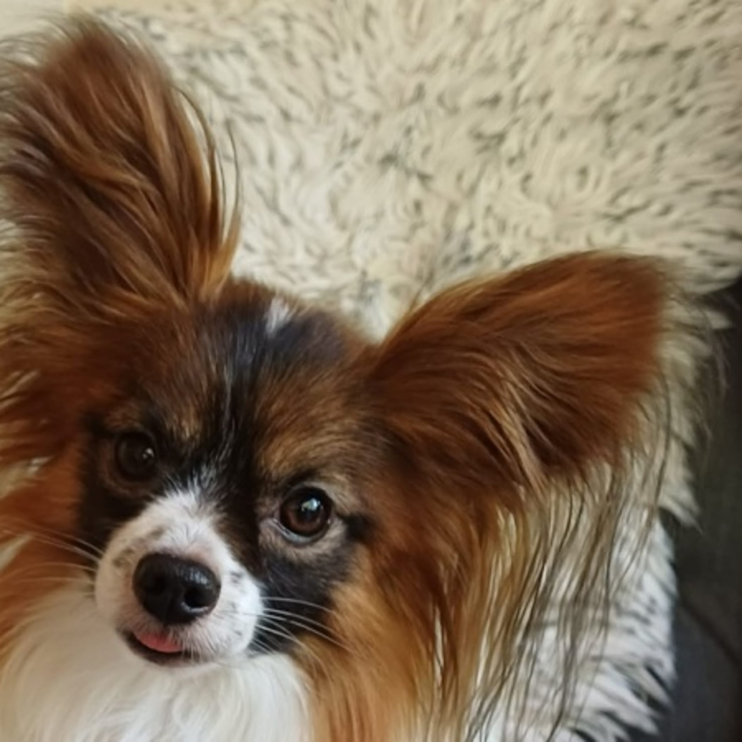 Papillon